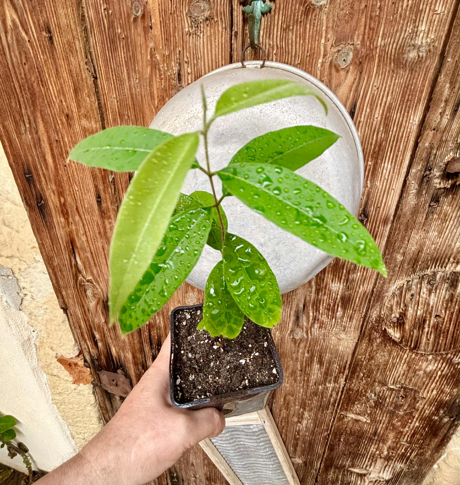 Uvaia do Visconde (Eugenia beaurepairiana) - 1 potted seedling / 1 getopfter Sämling