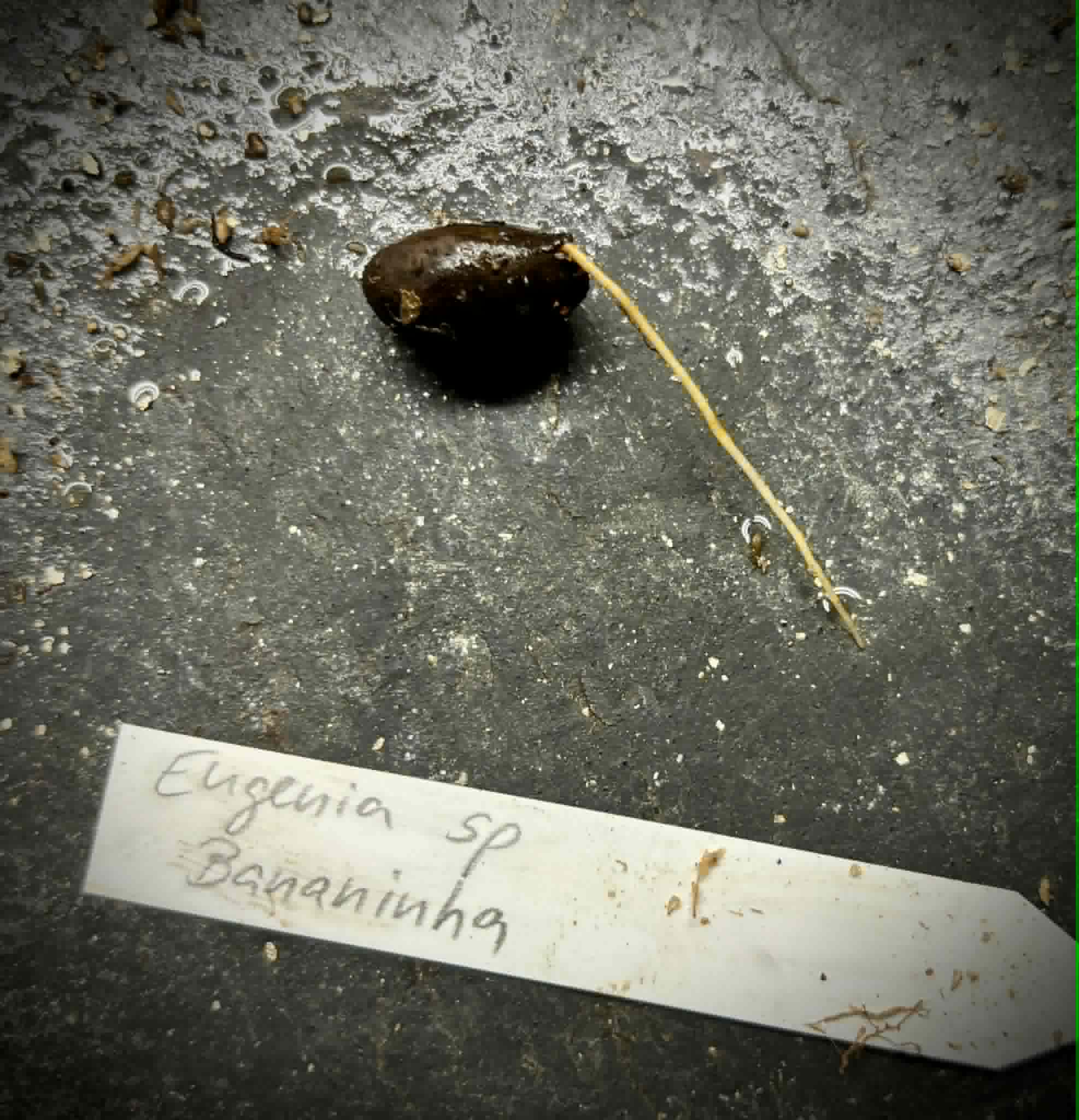 last seed - Eugenia sp Bananinha - 1 germinated seed / 1 gekeimter Samen