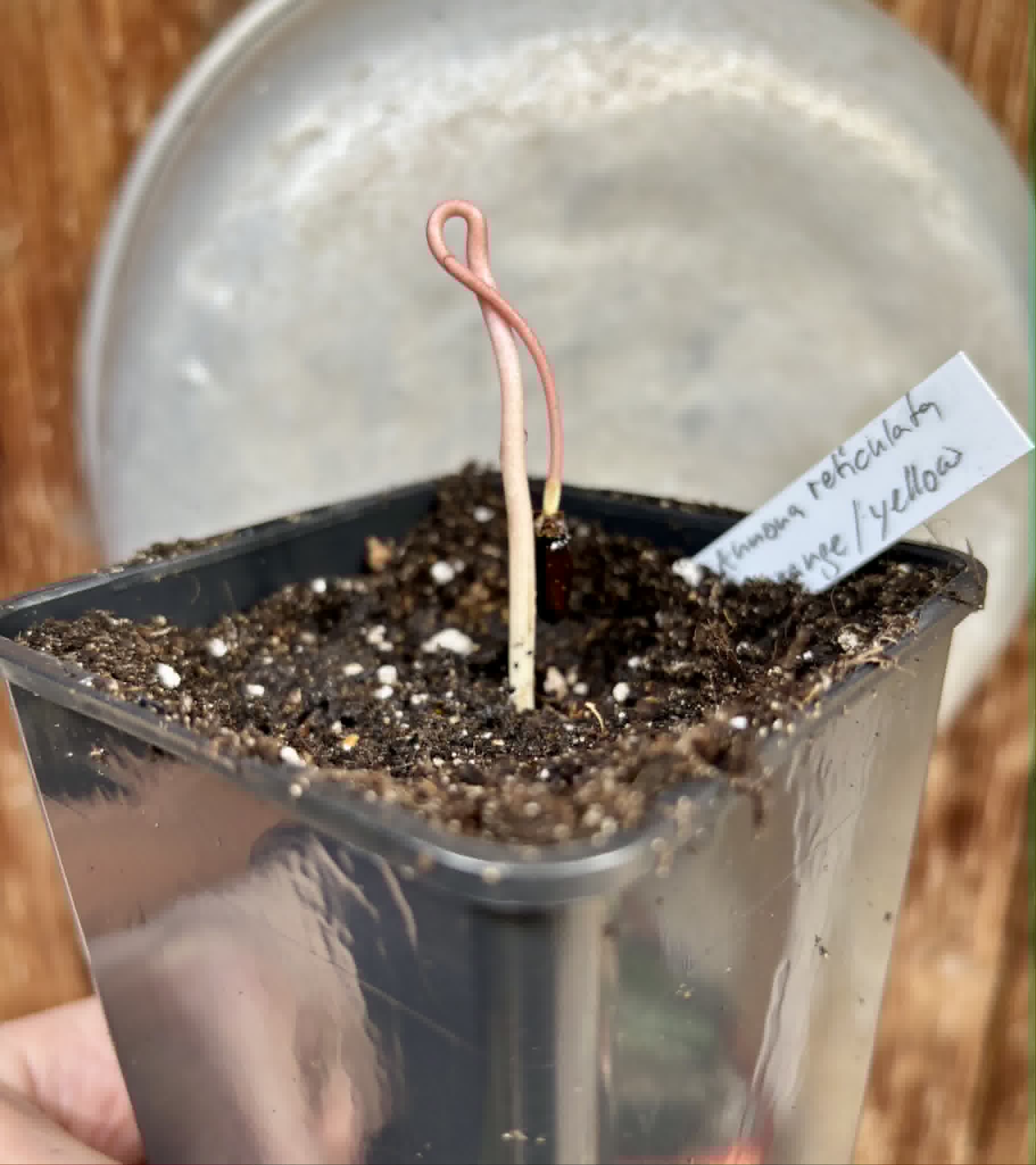 Annona reticulata var Orange- 1 potted seedling / 1 getopfter Sämling