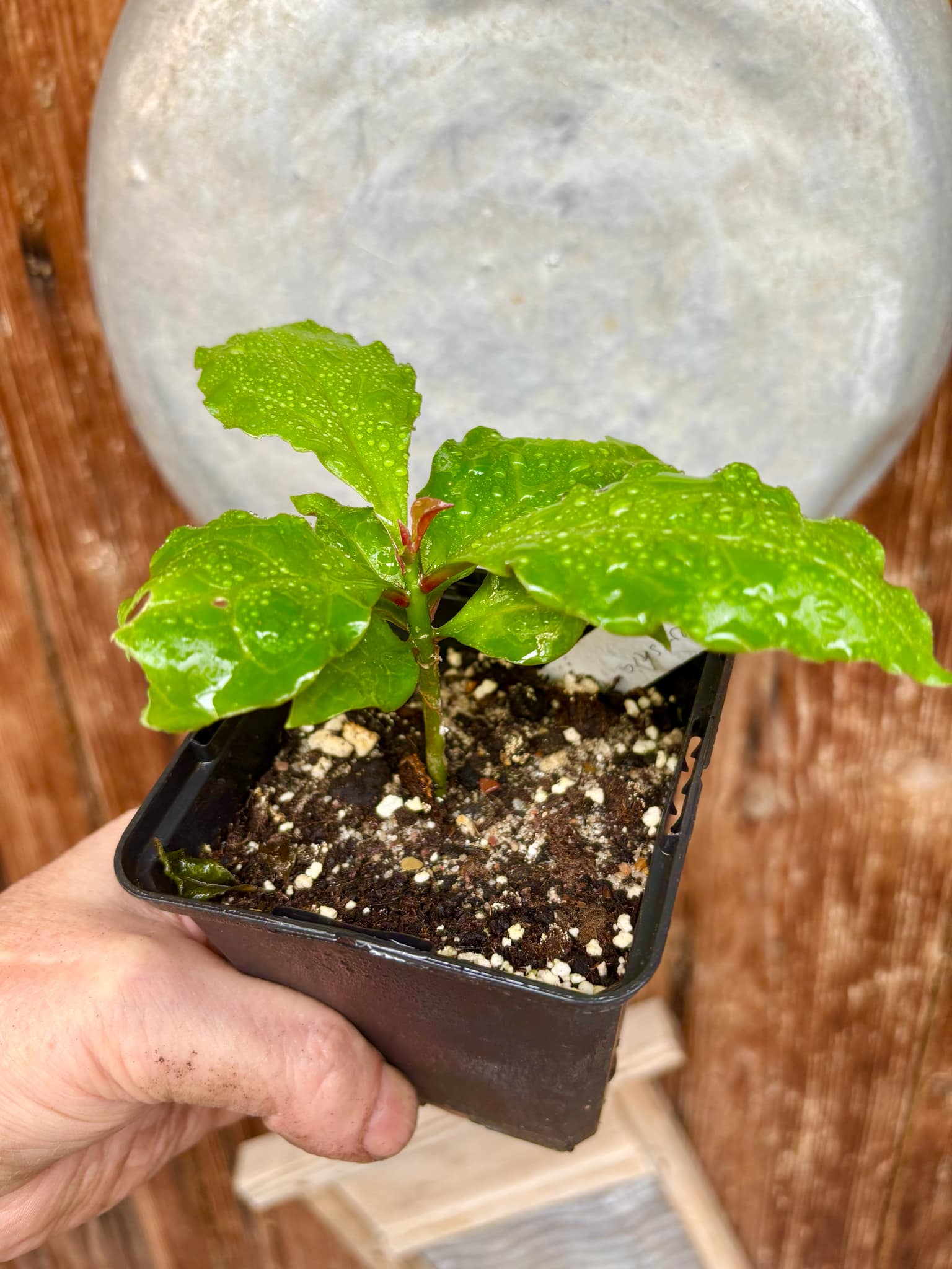Pereskia bleo - Leuenbergeria bleo - 1 potted plant / 1 getopfte Pflanze Pereskia bleo - Leuenbergeria bleo - 1 potted plant / 1 getopfte Pflanze