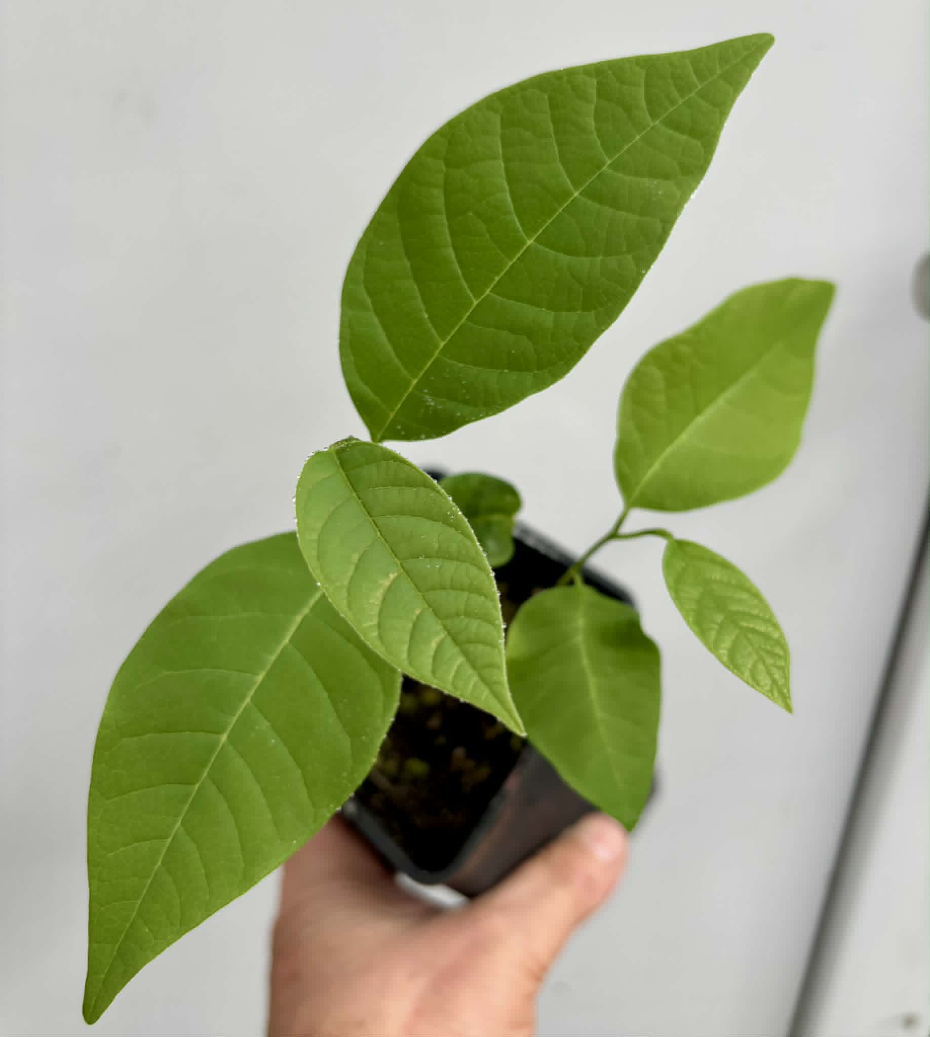 2 in 1 pot - Atemoya African Pride - 2 seedlings in one pot / 2 Sämlinge in einem Topf