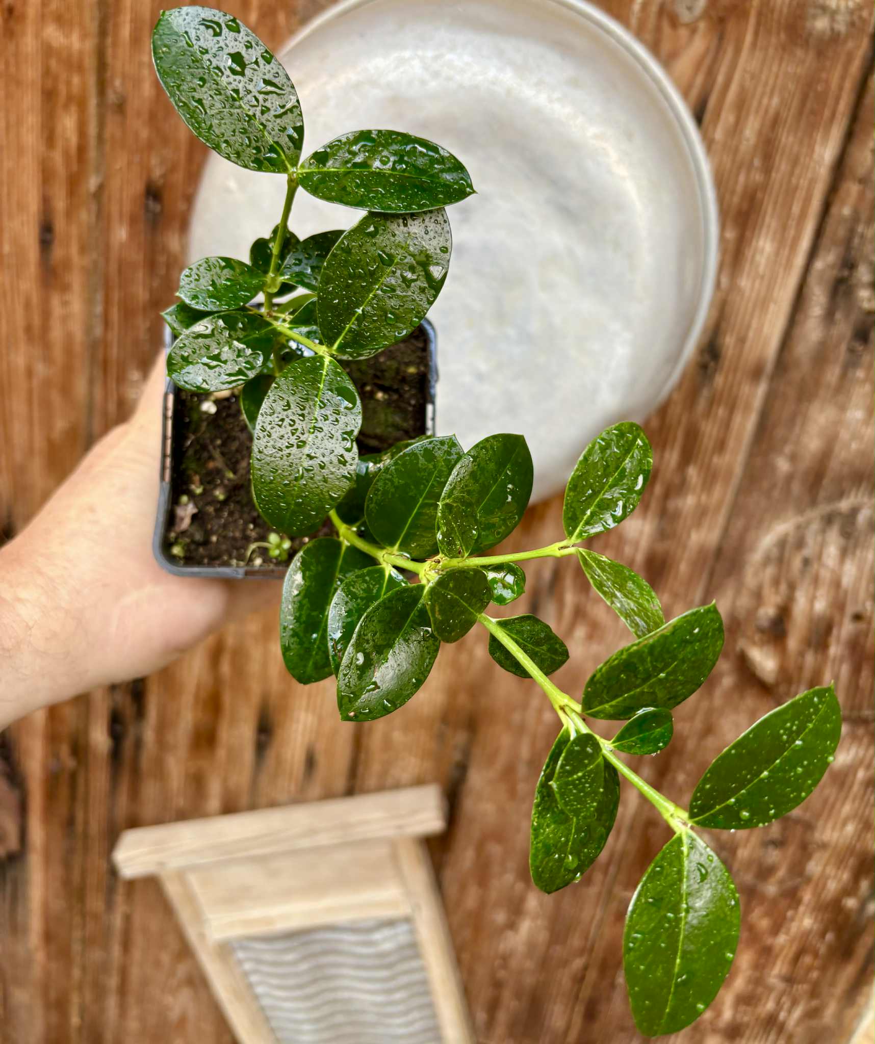 Carissa macrocarpa - Natal Plum - rooted cutting - 1 potted rooted cutting / 1 getopfter, bewurzelter Steckling