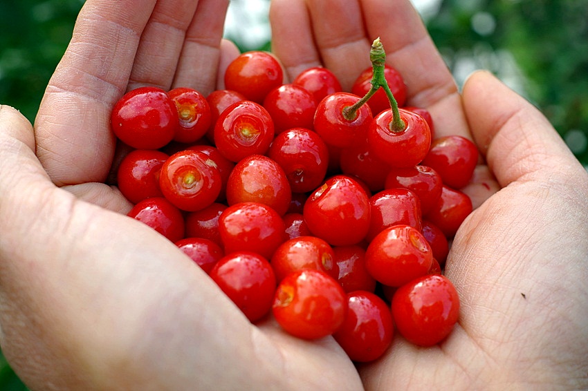 Red Nanjing Cherry (Prunus tomentosa) - 10 fresh seeds / 10 frische Samen