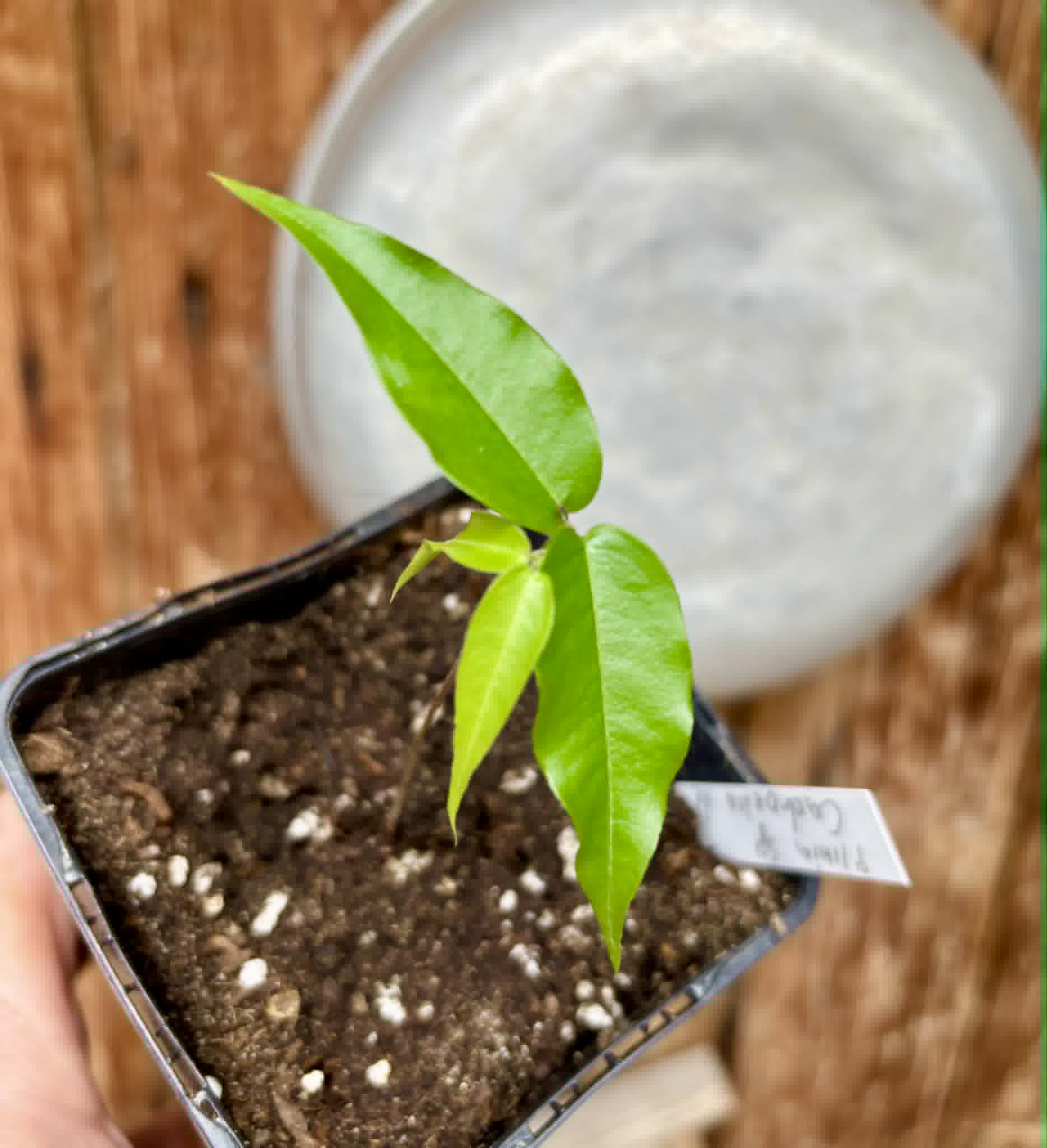 Plinia sp. Cachoeiro de Itapemirim - 1 potted seedling / 1 getopfter Sämling