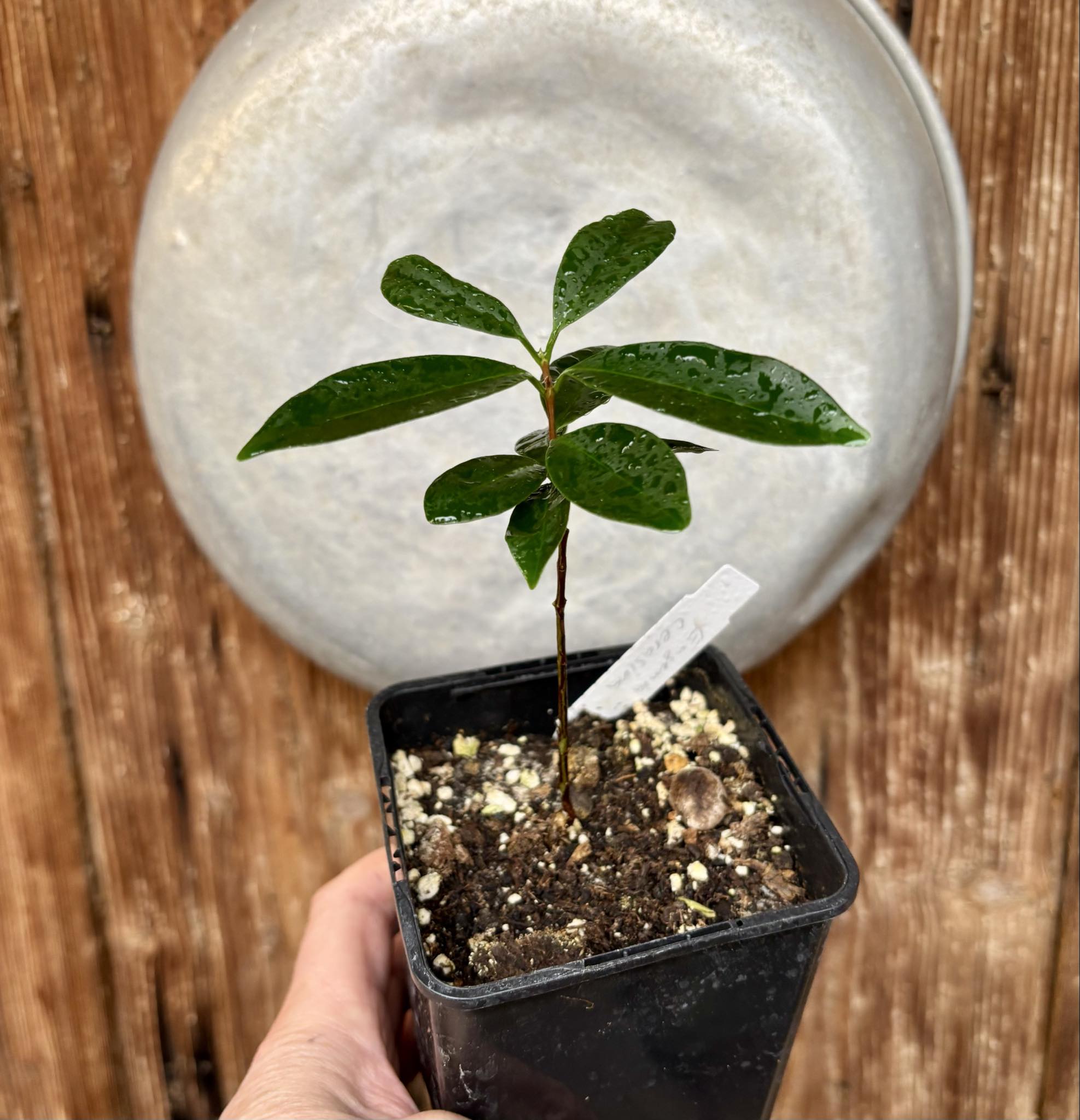 Eugenia cerasiflora - 1 potted plant - 1 getopfte Pflanze