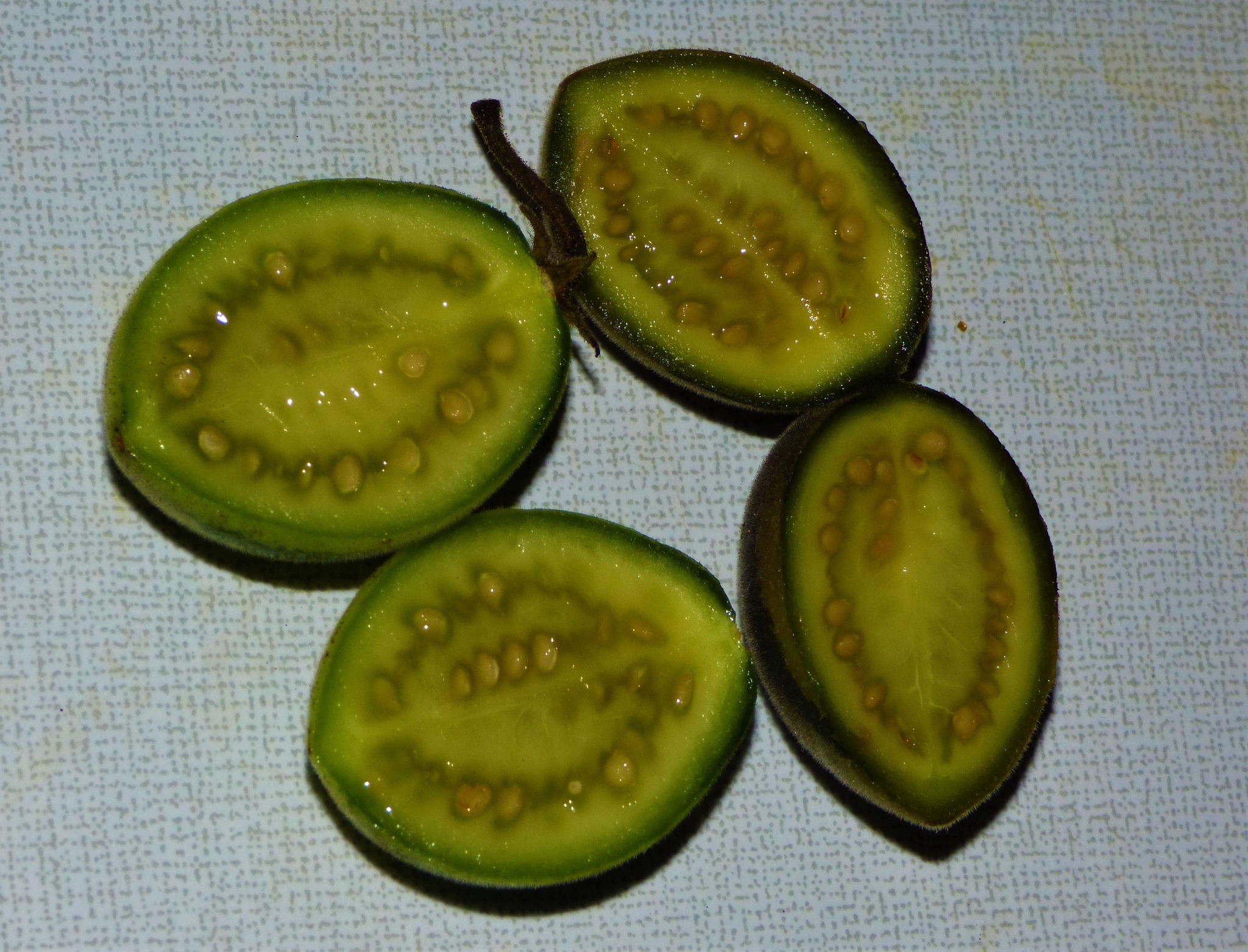 Cold Hardy Tamarillo (Solanum corymbiflora) - 10 fresh seeds / 10 frische Samen