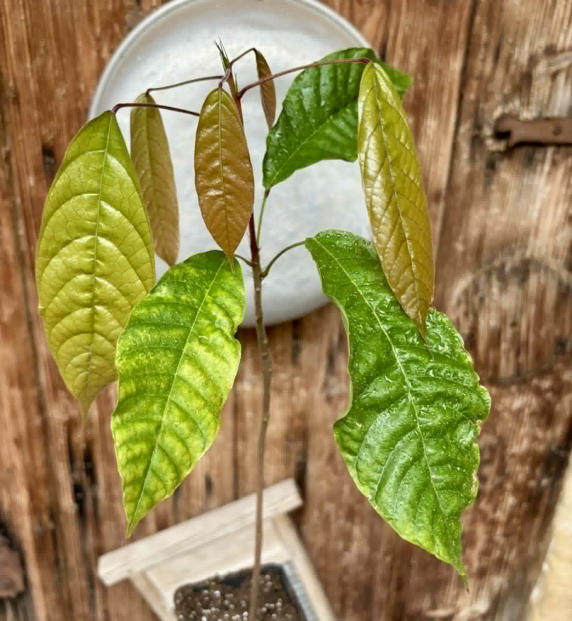 Cola acuminata - 1 potted seedling / 1 getopfter Sämling