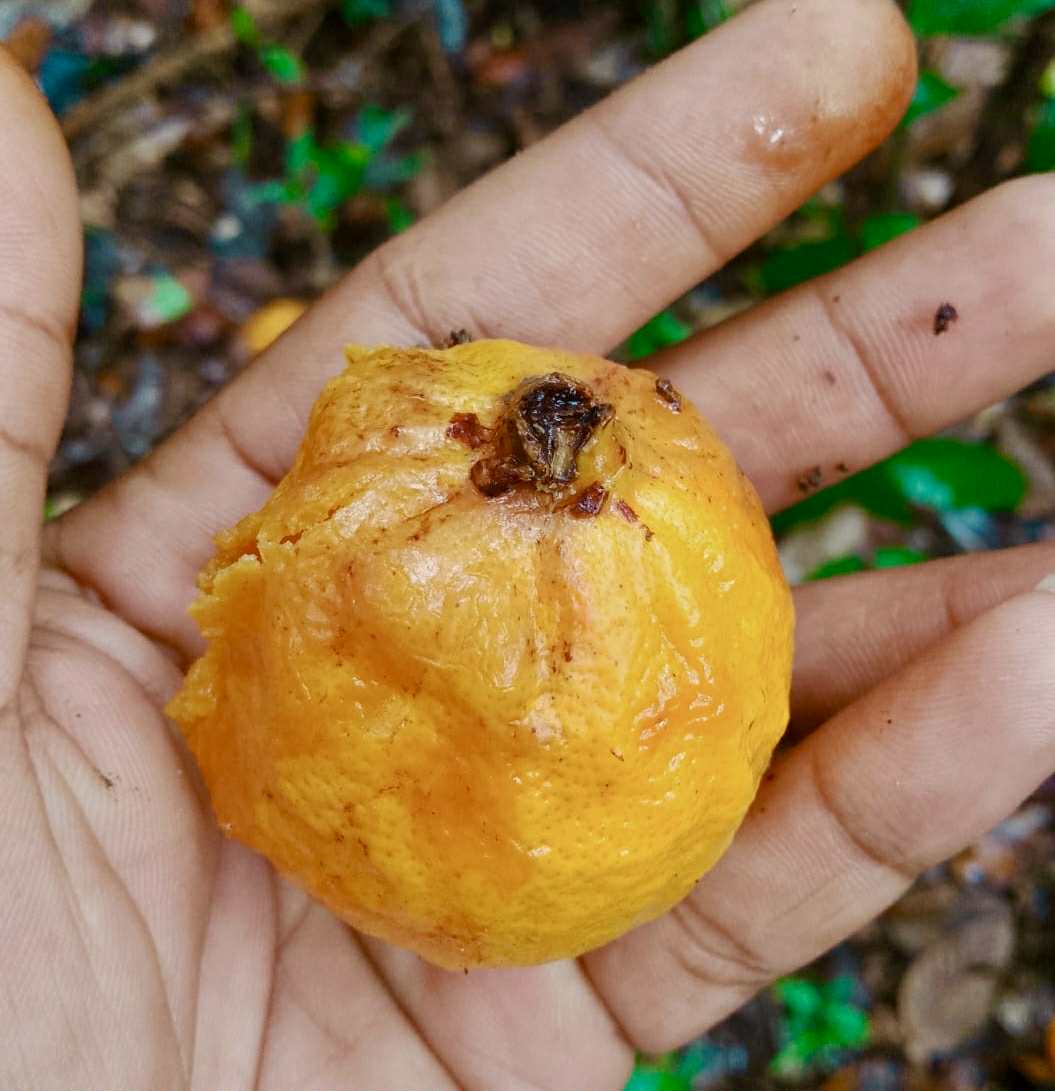 Eugenia sp Laranja Camamu - 1 germinated seed / 1 gekeimter Samen