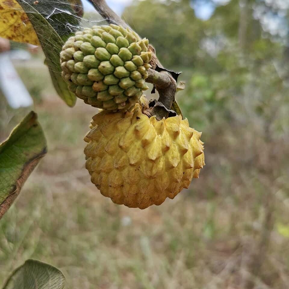 Araticunzinho (Annona tomentosa) - 1 fresh potted seedling / 1 frisch getopfter Sämling Araticunzinho (Annona tomentosa) - 1 fresh potted seedling / 1 frisch getopfter Sämling