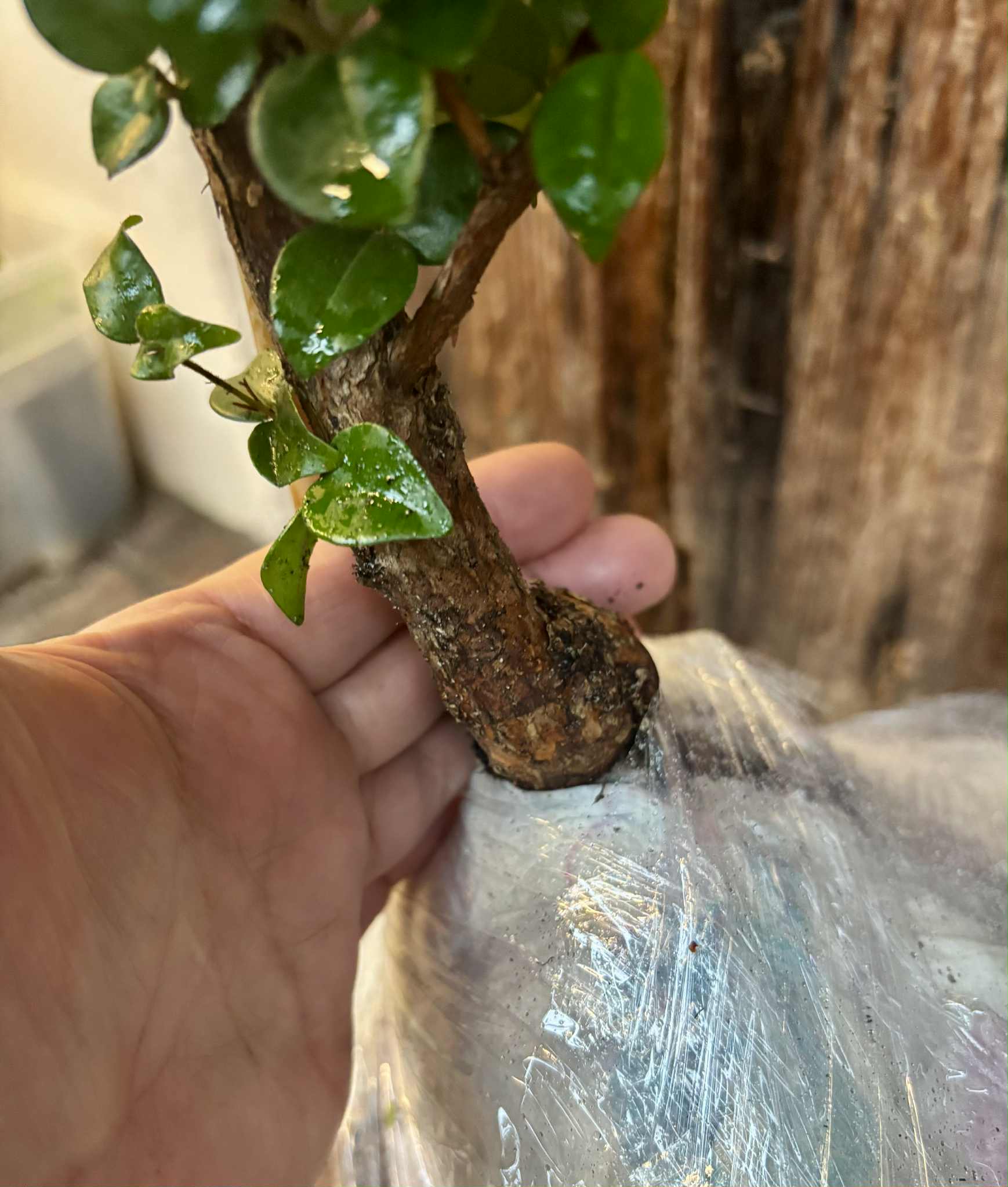 10 years old - Pitangatuba (Eugenia selloi)  - 1 potted plant / 1 getopfte Pflanze