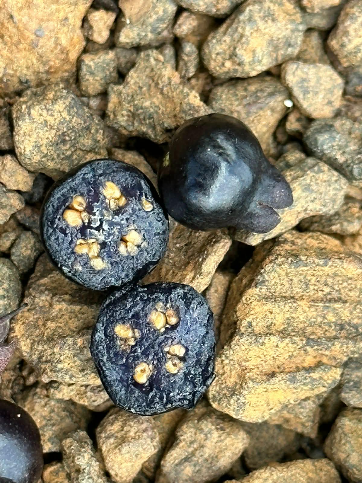 Accara elegans - 1 fresh seed / 1 frischer Samen