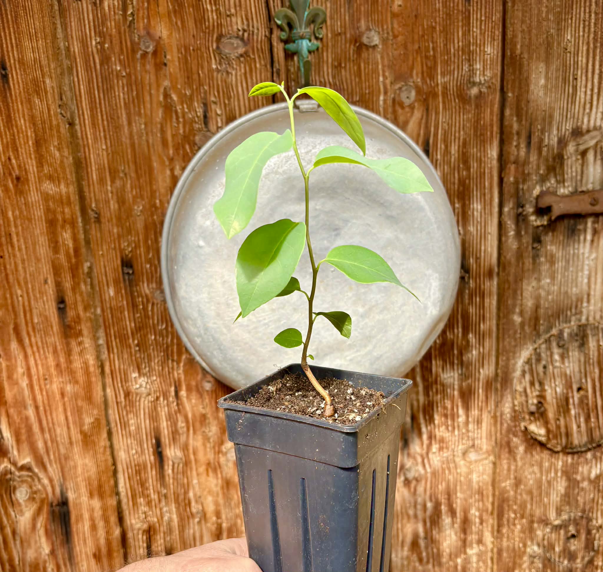 Araticum Pinha (Annona vepretorum)  - 1 potted plant / 1 getopfte Pflanze