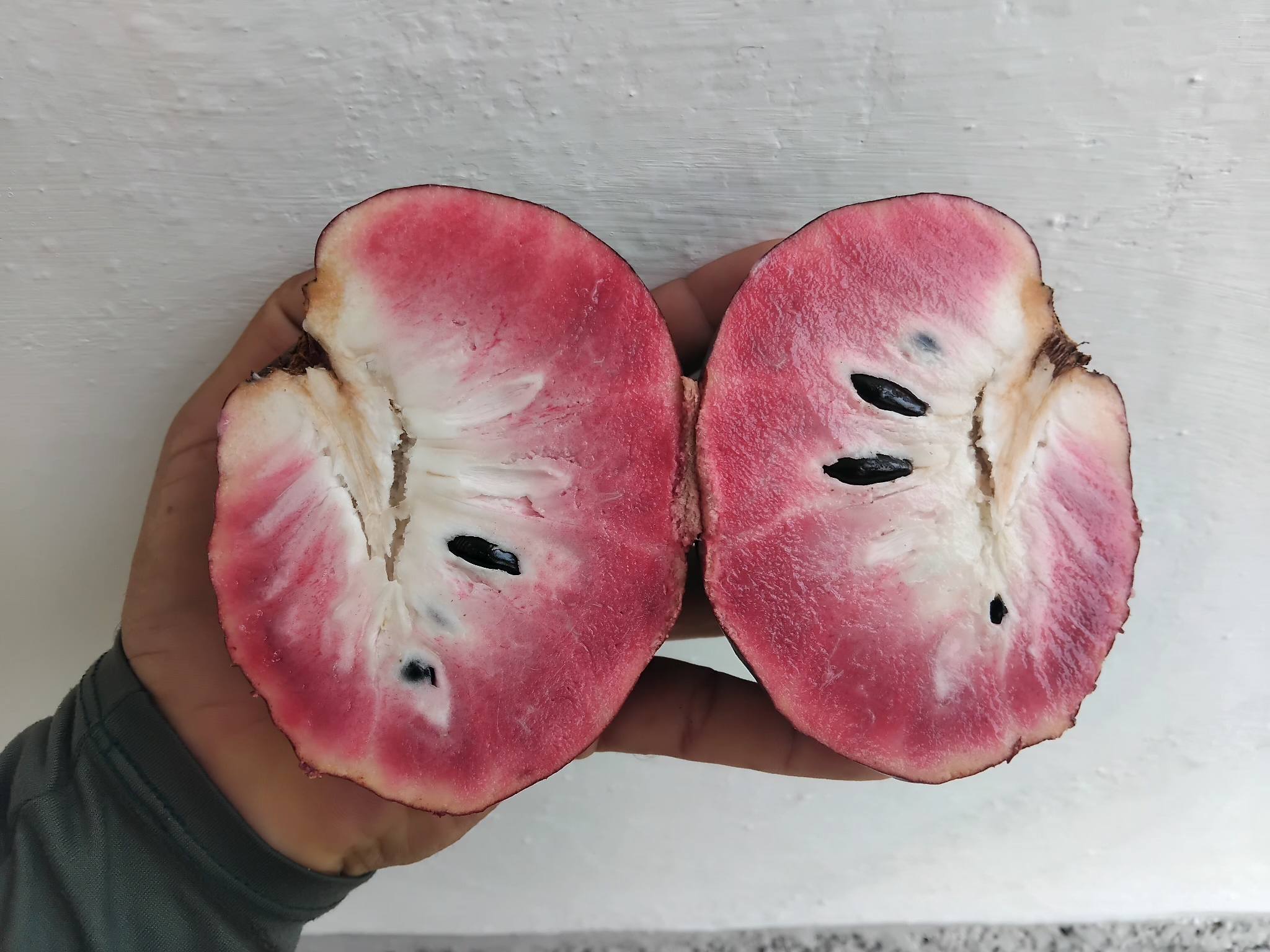 Annona reticulata var San Pablo- 1 fresh seed / 1 frischer Samen