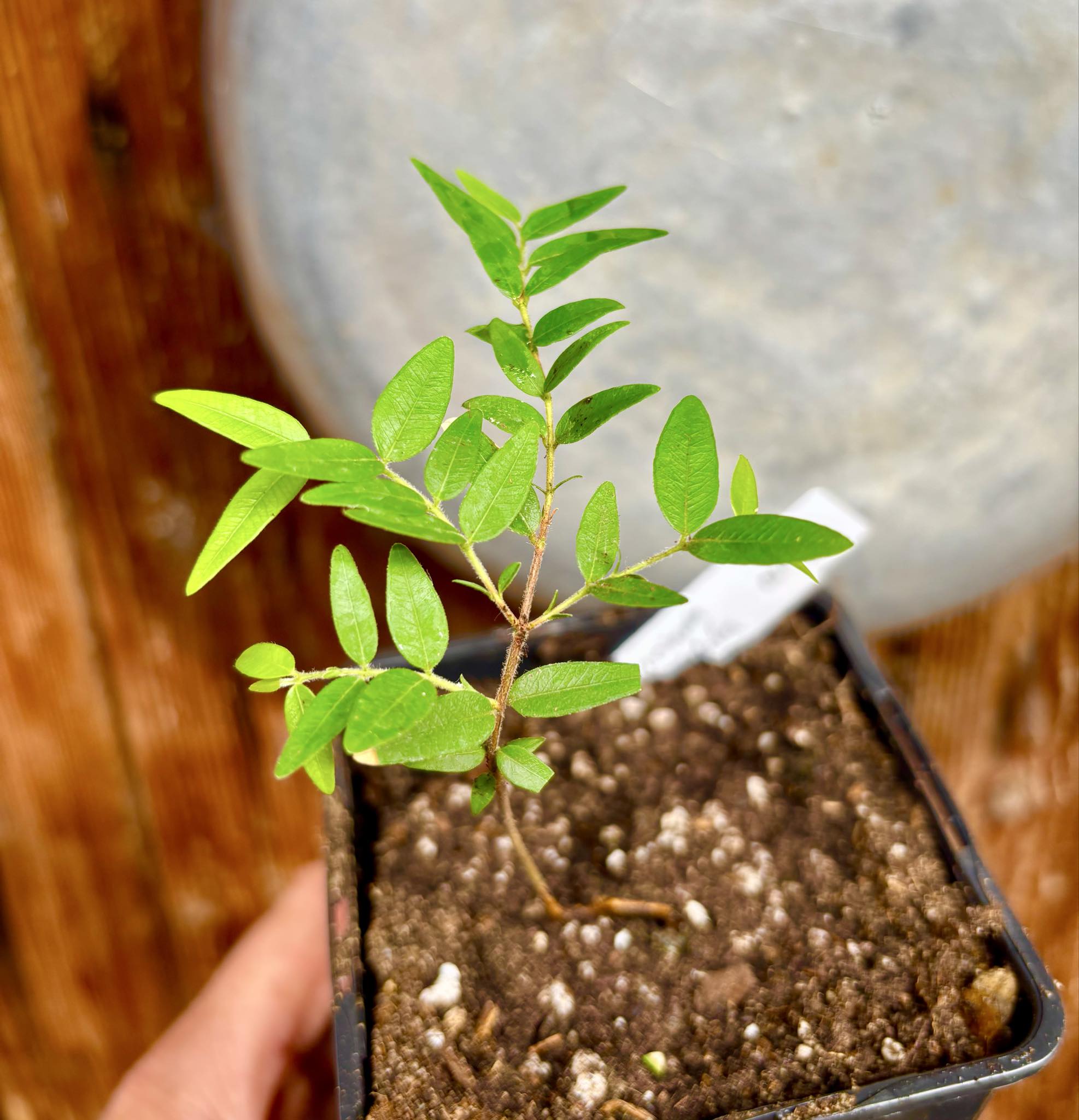 Myrciaria cuspidata ORANGE - 1 potted plant / 1 getopfte Pflanze