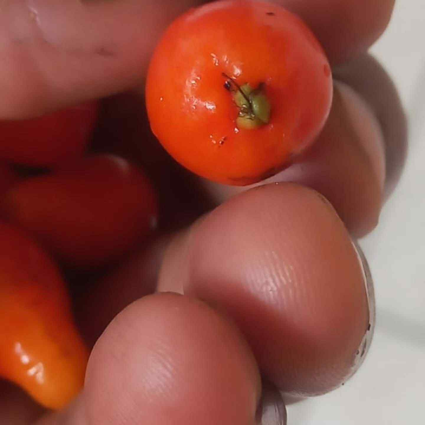 Mirinda (Eugenia sp Laranja do Rio de Janeiro) - 1 fresh seed / 1 frischer Samen