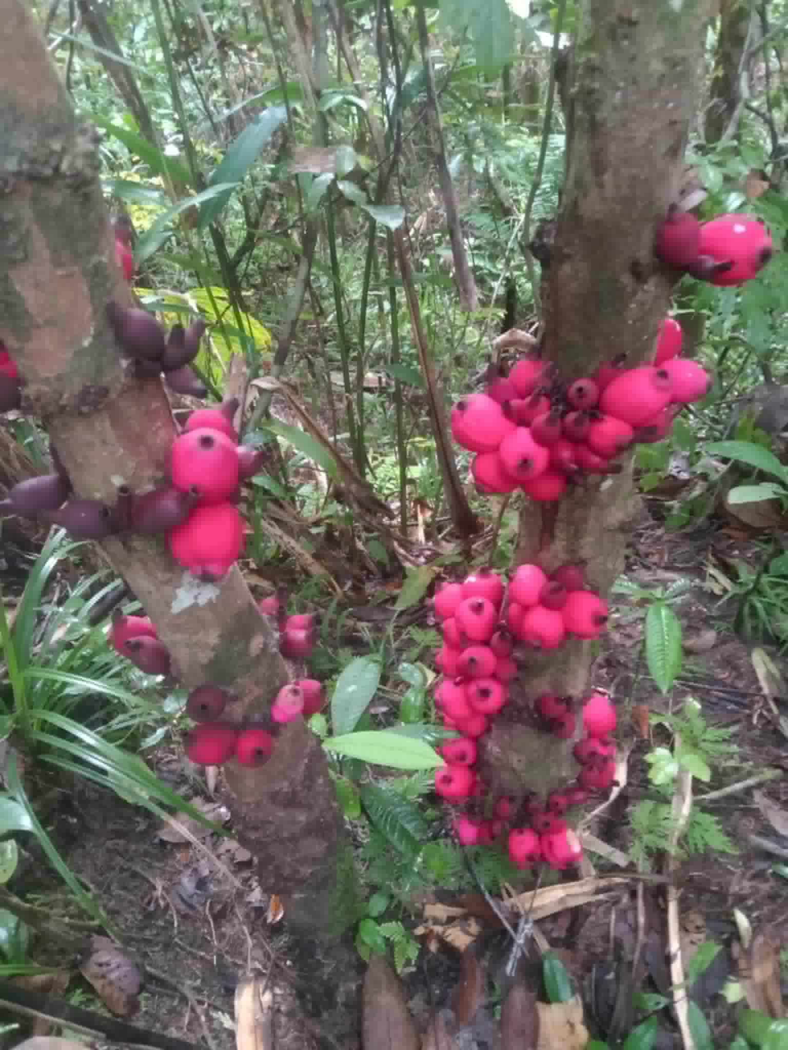 Pre Order - Syzygium versteegii - 1 fresh seed / 1 frischer Samen