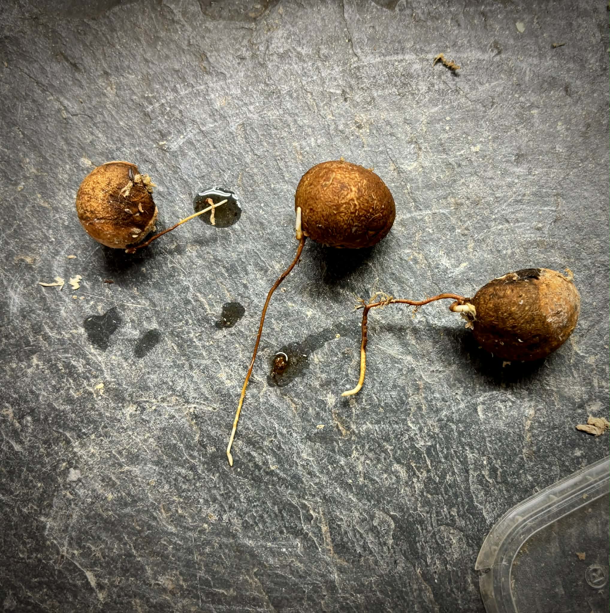 Eugenia sp Umbelata - 1 germinated seed / 1 gekeimter Samen