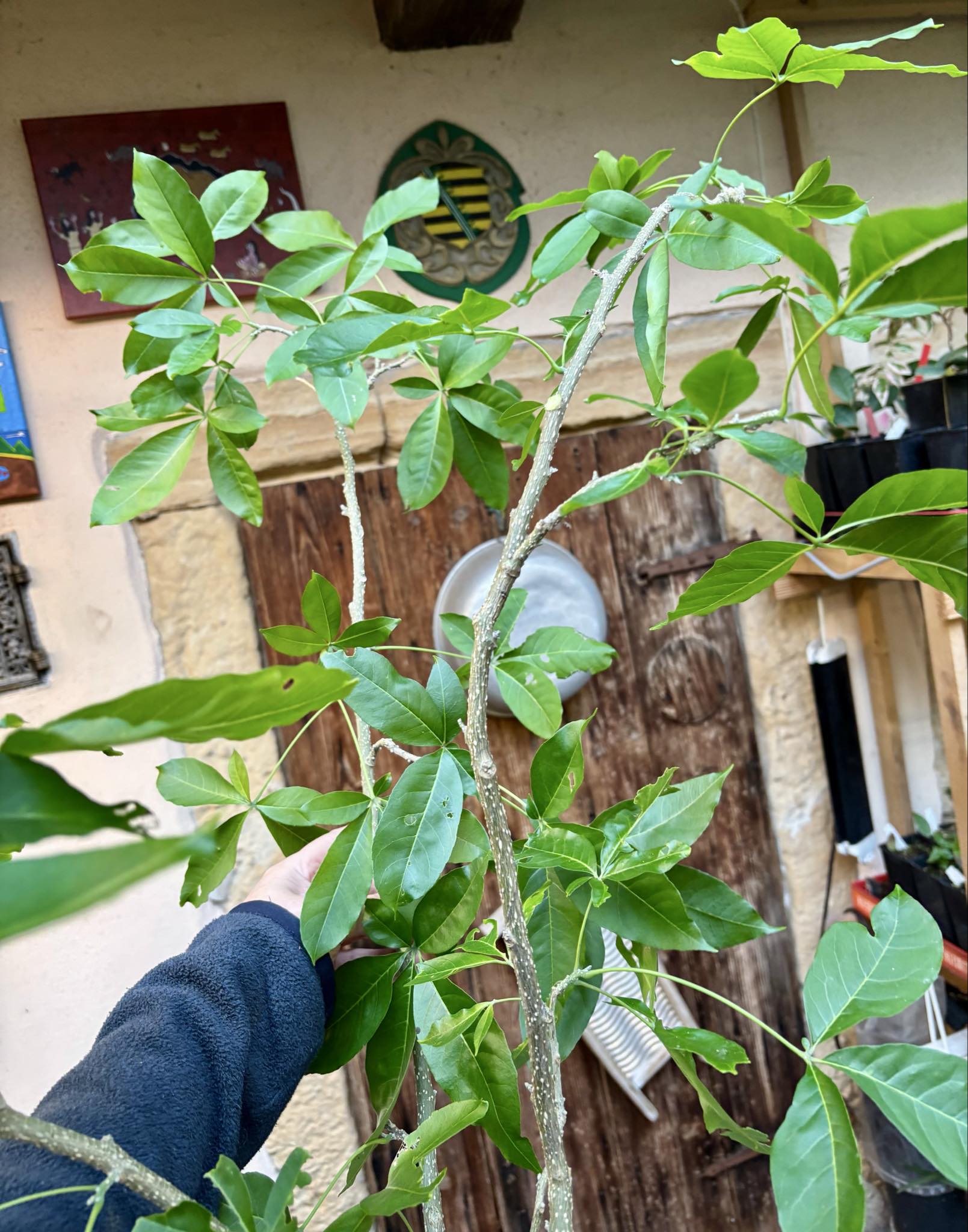 7 years old - White Sapote (Casimiroa edulis) - 1 potted plant / 1 getopfte Pflanze