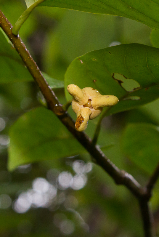 Annona exsucca - 1 fresh seed / 1 frischer Samen