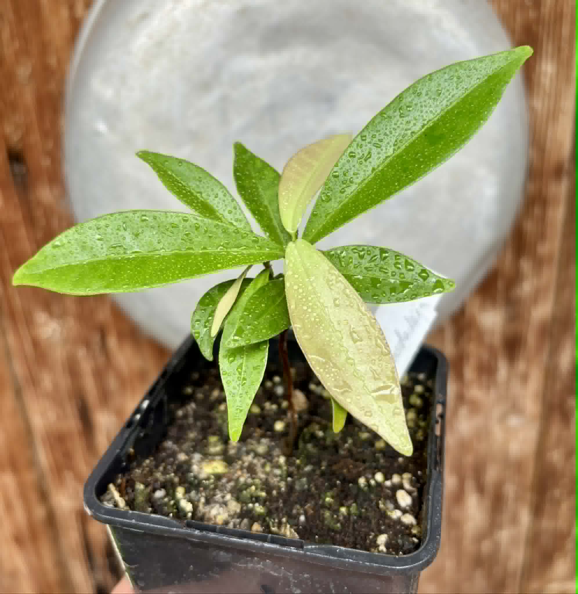 Eugenia sp Batinga Verdadeira -  1 potted plant / 1 getopfte Pflanze