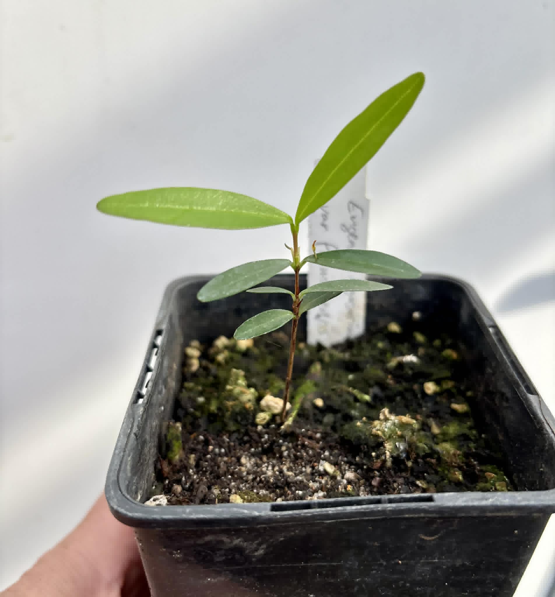 Eugenia ligustrina var. fluminensis - 1 potted seedling / 1 getopfter Sämling