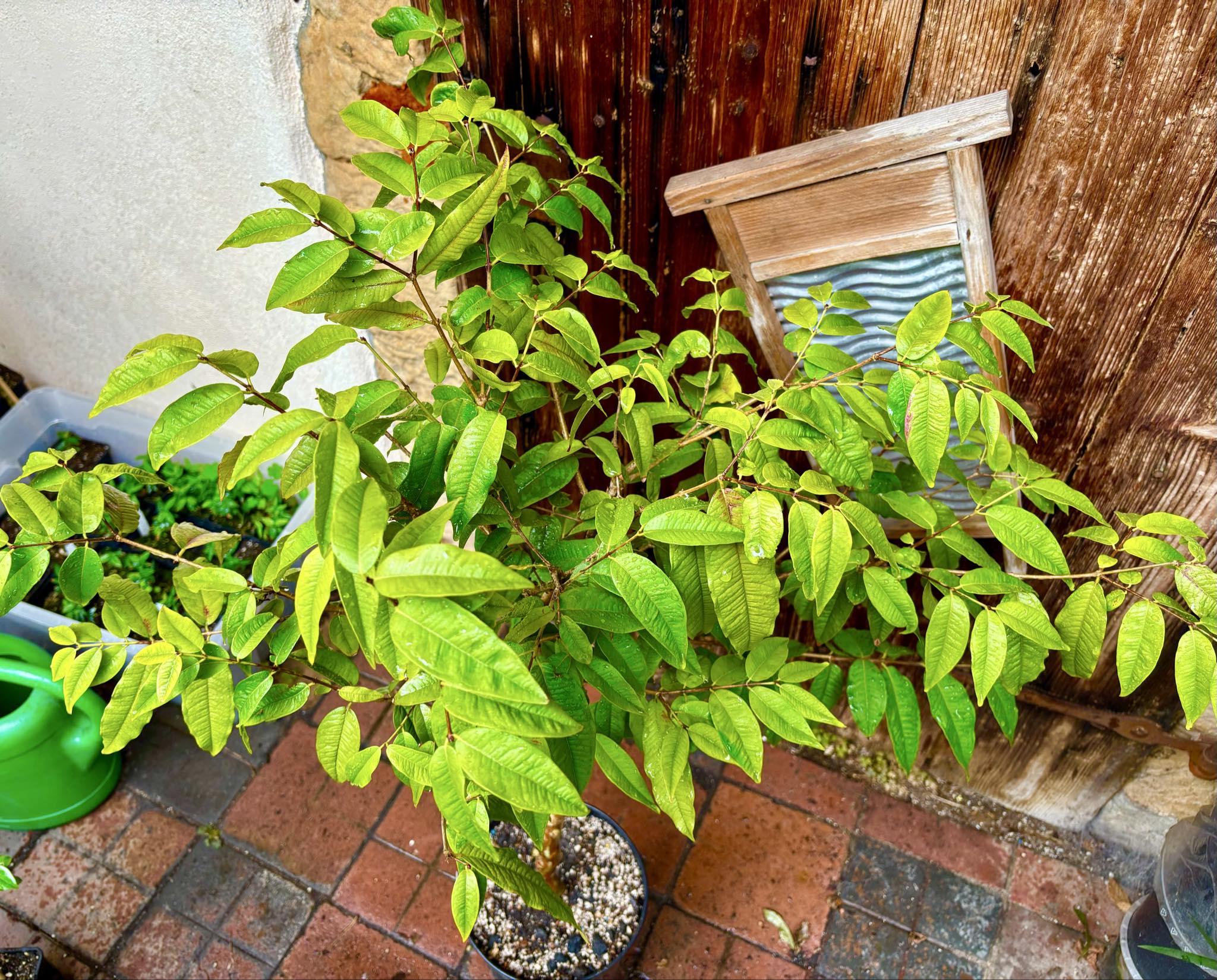 7 years old - grafted - Plinia phitrantha var. UNESP  - 1 potted plant / 1 getopfte Pflanze