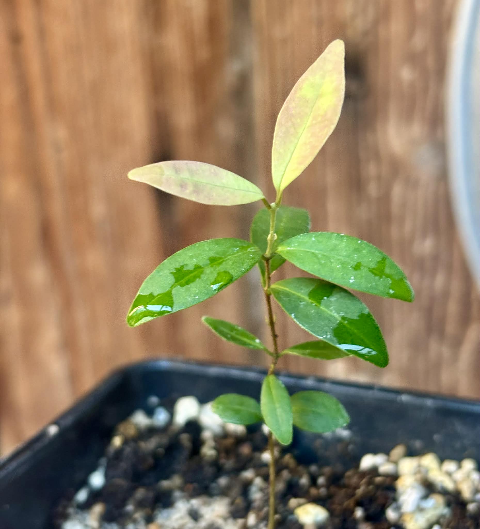 Eugenia sp Uvitas -  1 small potted seedling / 1 kleiner, getopfter Sämling