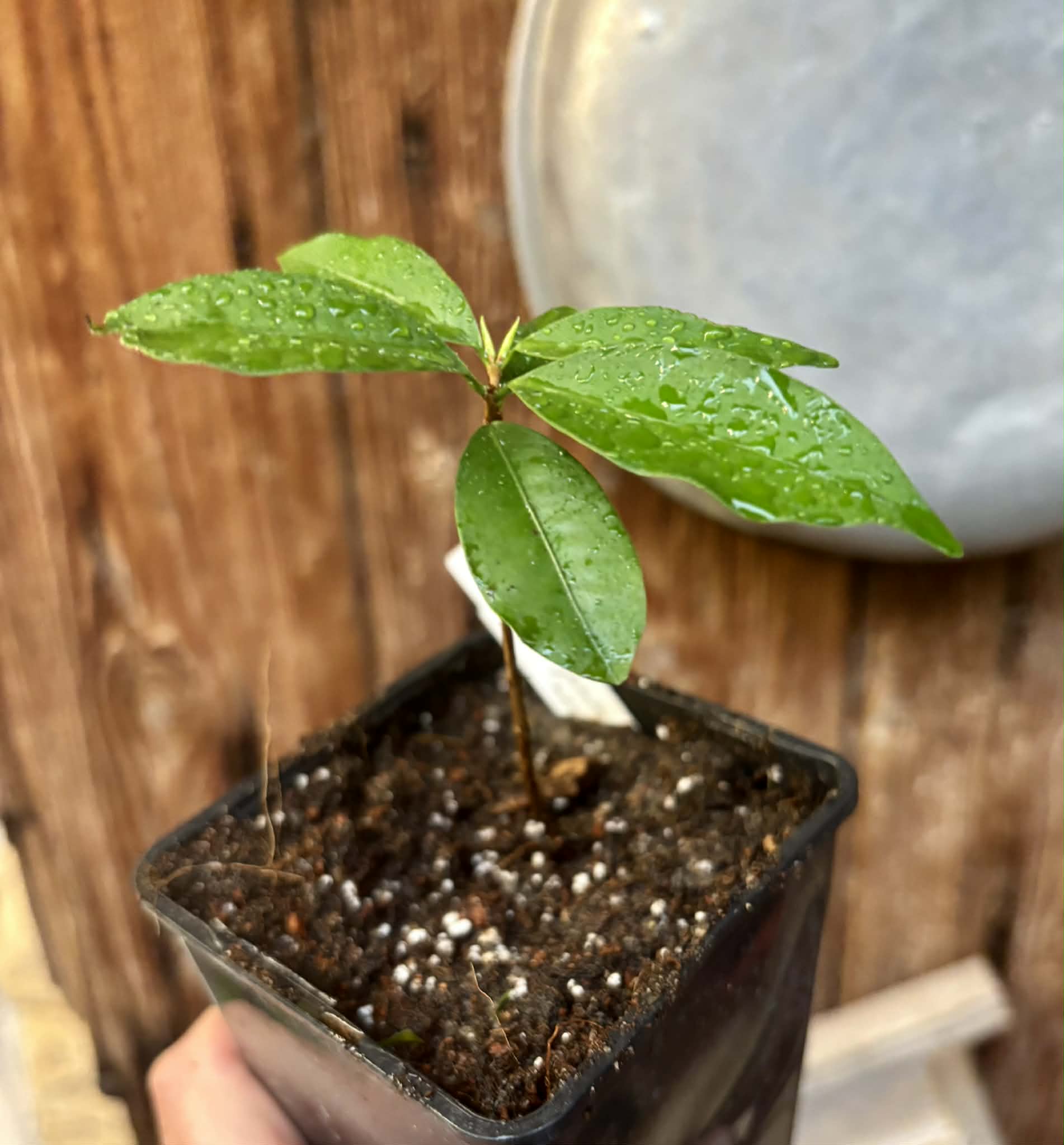 only 1 available - Eugenia neoverucosa - 1 potted seedling / 1 getopfter Sämling