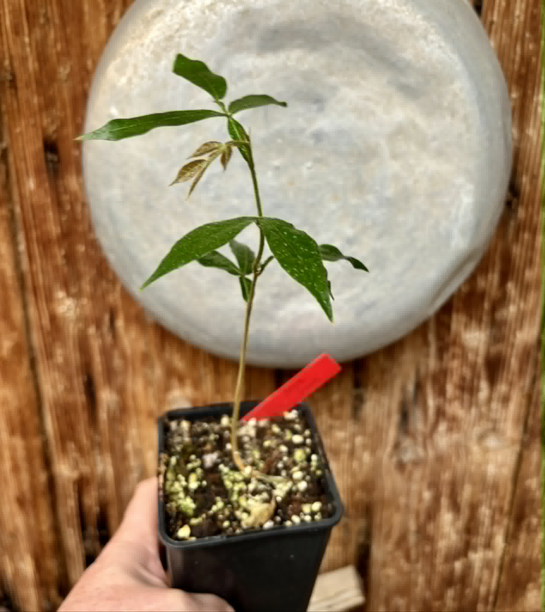Inga vera  - 1 potted seedling / 1 getopfter Sämling