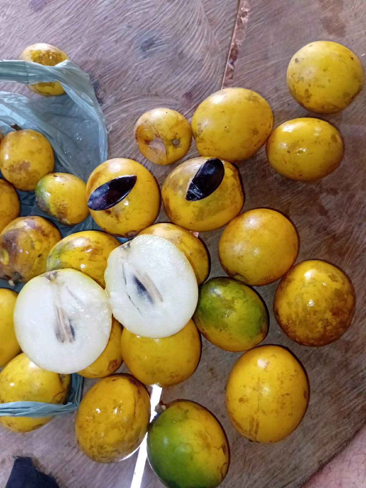 Chrysophyllum sp Abiu Rondonia - Rare exotic plant - Seltene exotische Pflanze