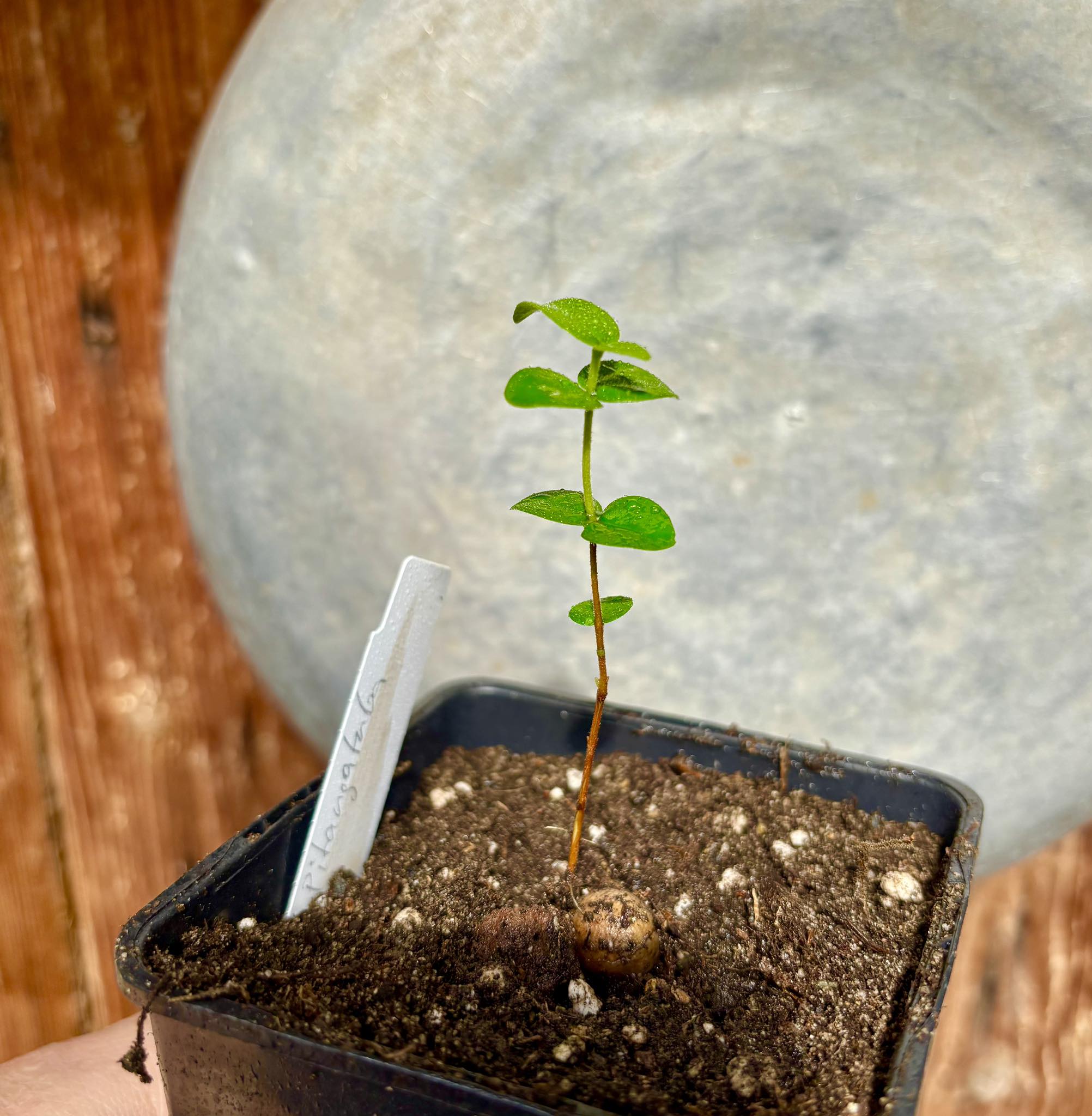 Eugenia selloi - Pitangatuba -  1 small potted seedling / 1 kleiner, getopfter Sämling