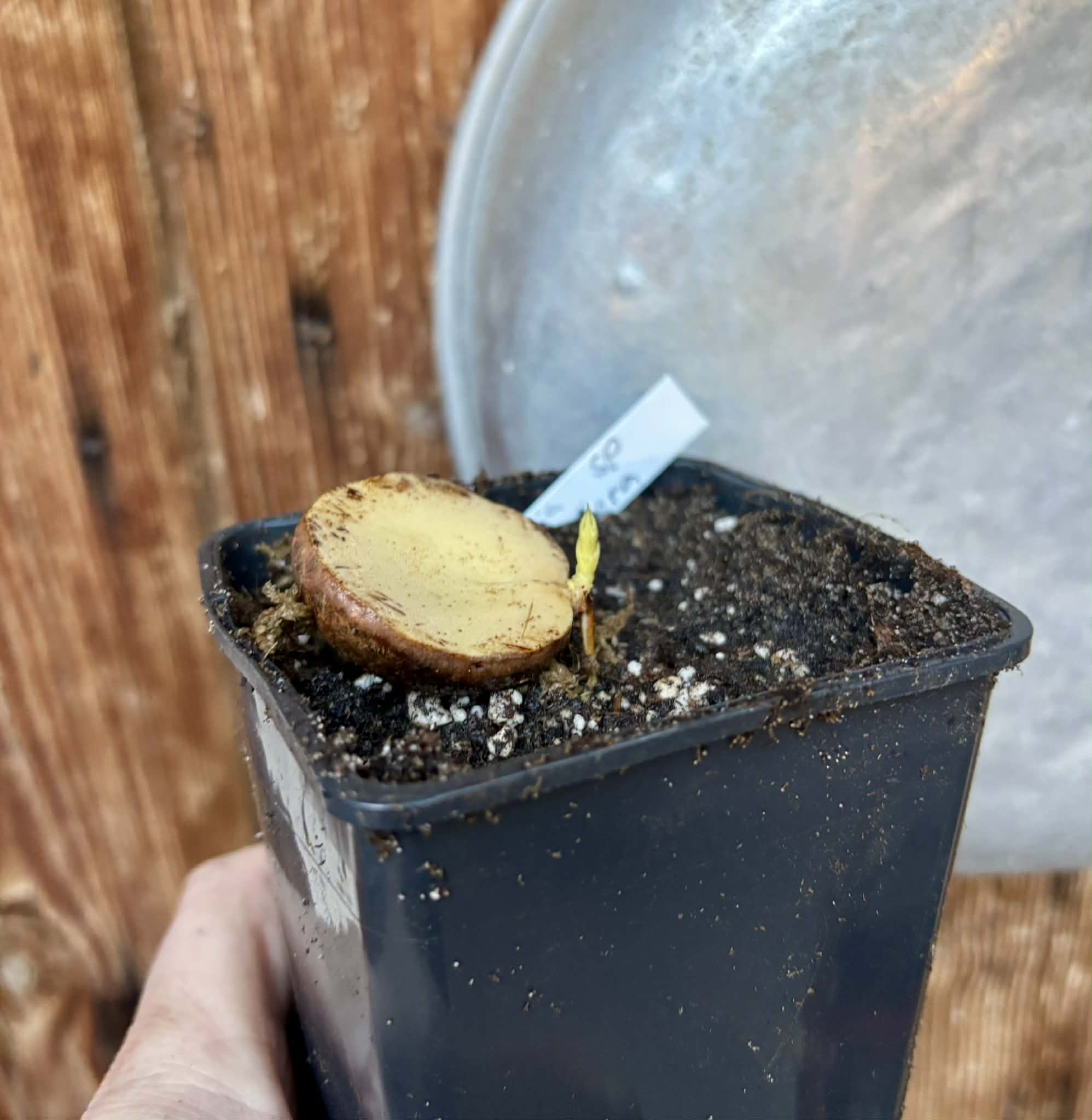 Plinia sp Sedutora -  1 potted seedling / 1 getopfter Sämling