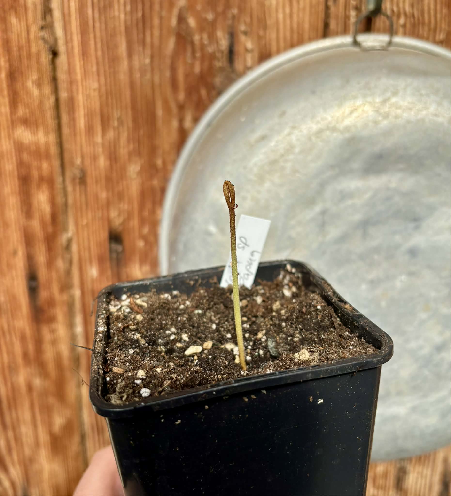Aglaia sp Papua - 1 potted seedling / 1 getopfter Sämling