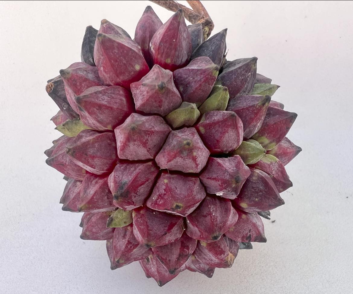 Duguetia cf vallicola  - 1 germinated seed / 1 gekeimter Samen