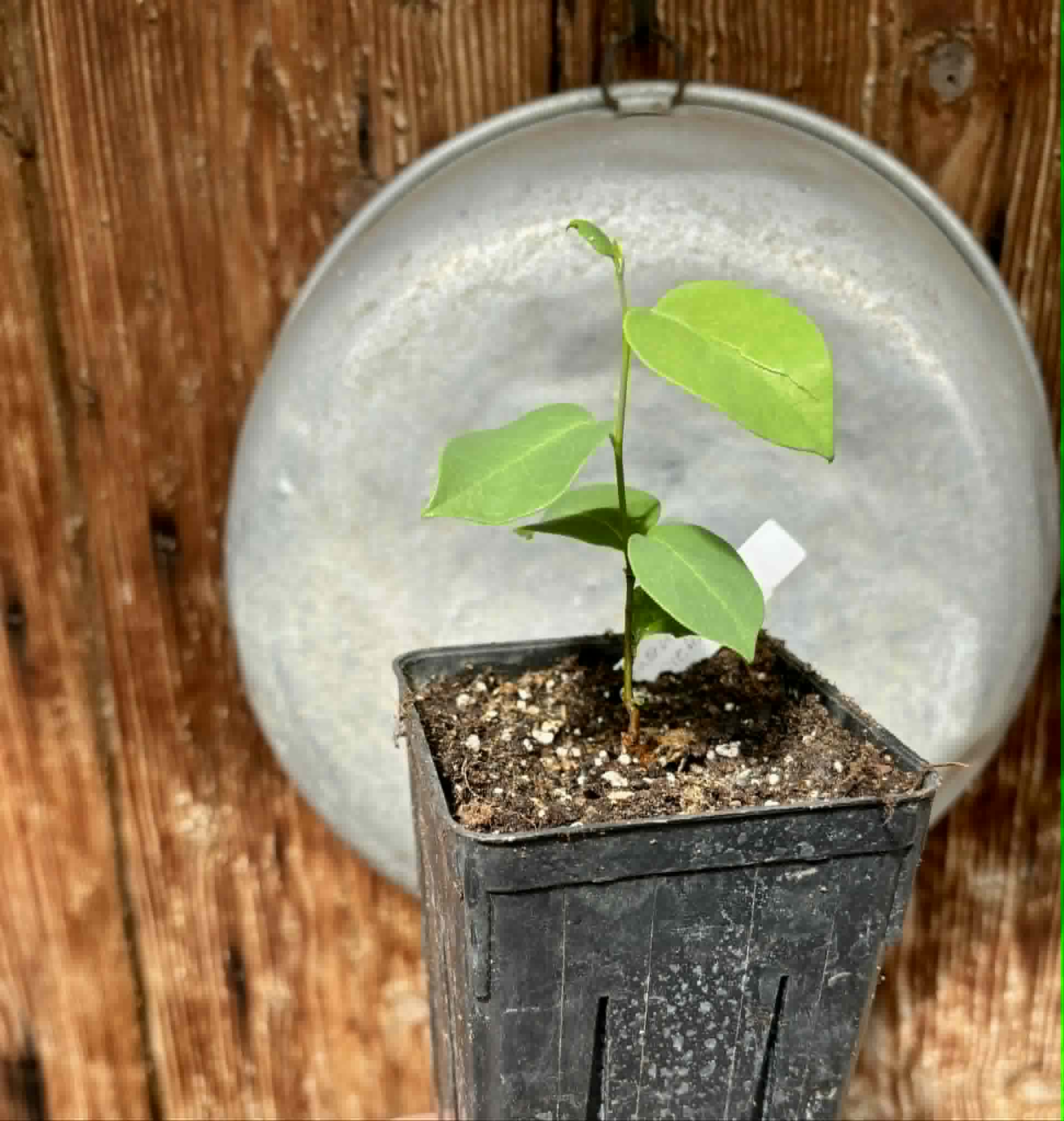 Araticum Pinha (Annona vepretorum)  - 1 potted plant / 1 getopfte Pflanze