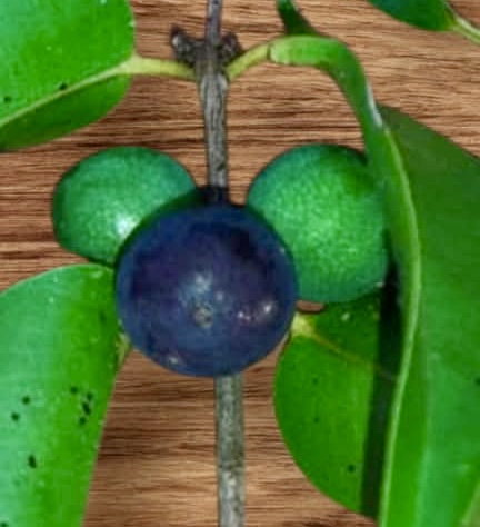 Myrciaria aff plinioides-  1 potted seedling / 1 getopfter Sämling