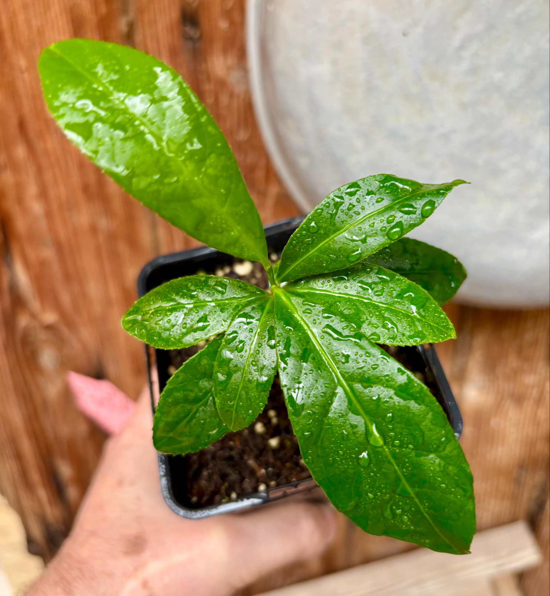 Siphonodon celastrineus  - 1 potted plant / 1 getopfte Pflanze