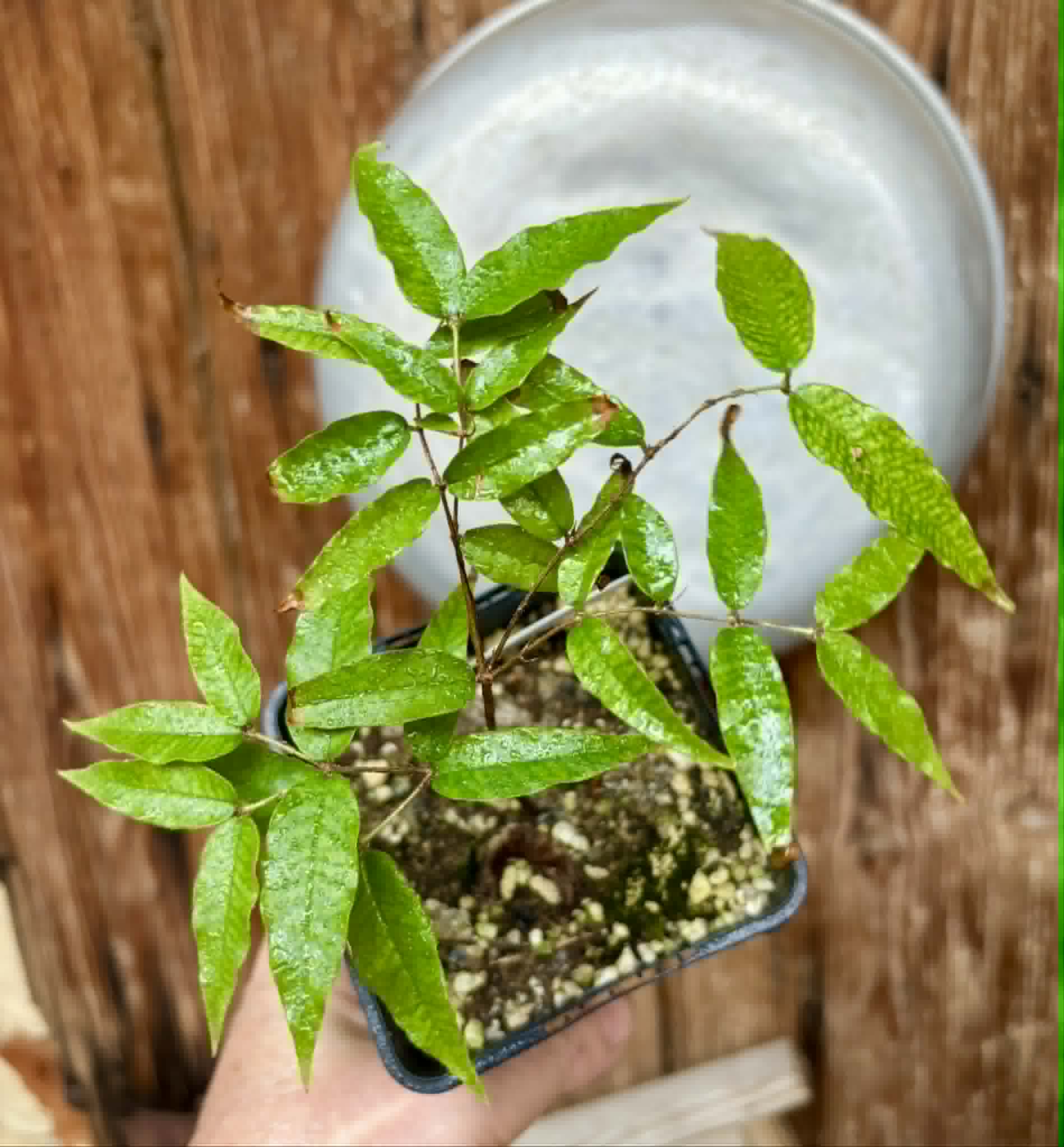 Plinia sp Cabo longo Sao Joao -  1 potted seedling / 1  getopfter Sämling