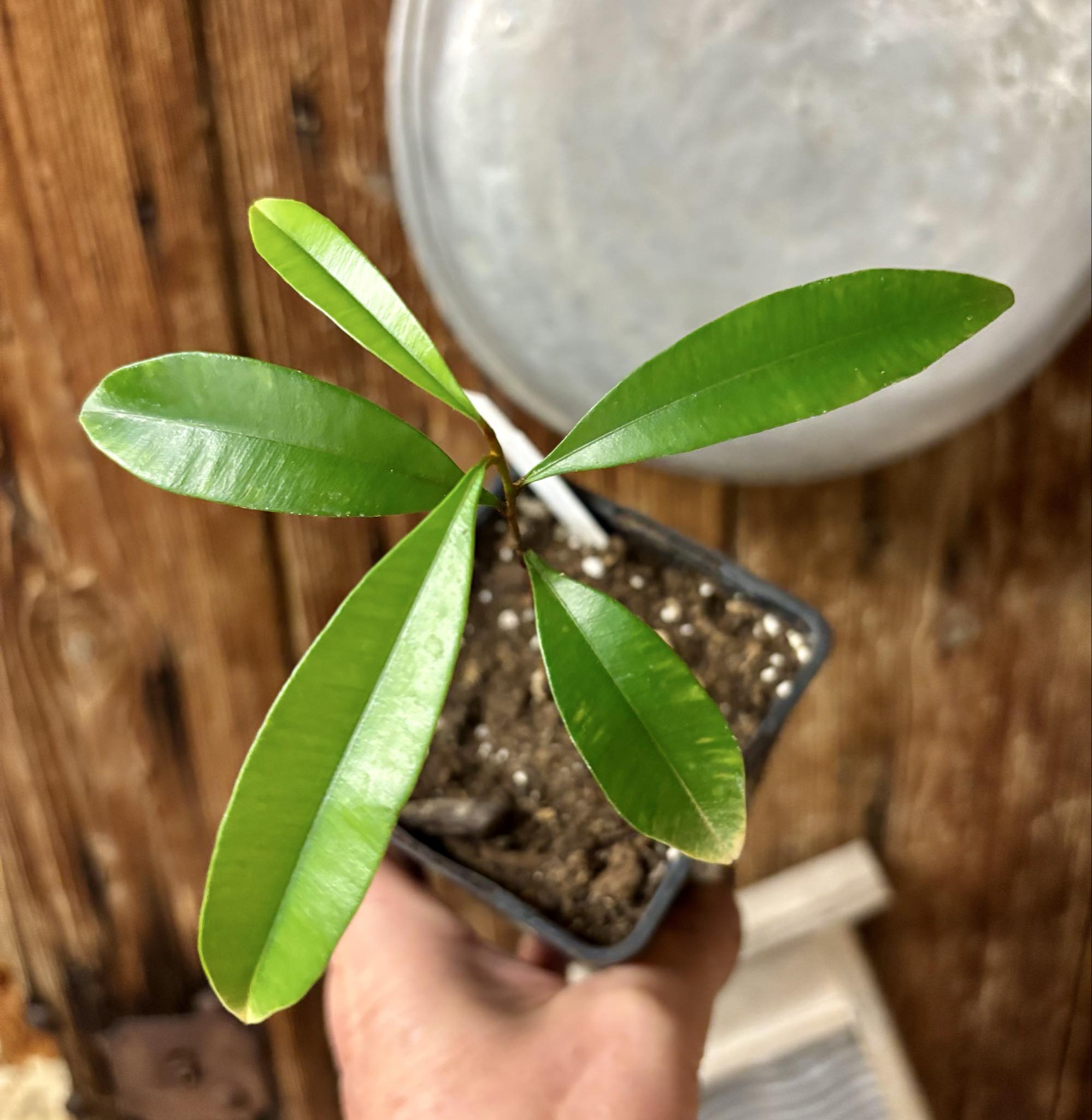 Diploon sp Uva de Leite  -  1 potted plant / 1 getopfte Pflanze Diploon sp Uva de Leite  -  1 potted plant / 1 getopfte Pflanze