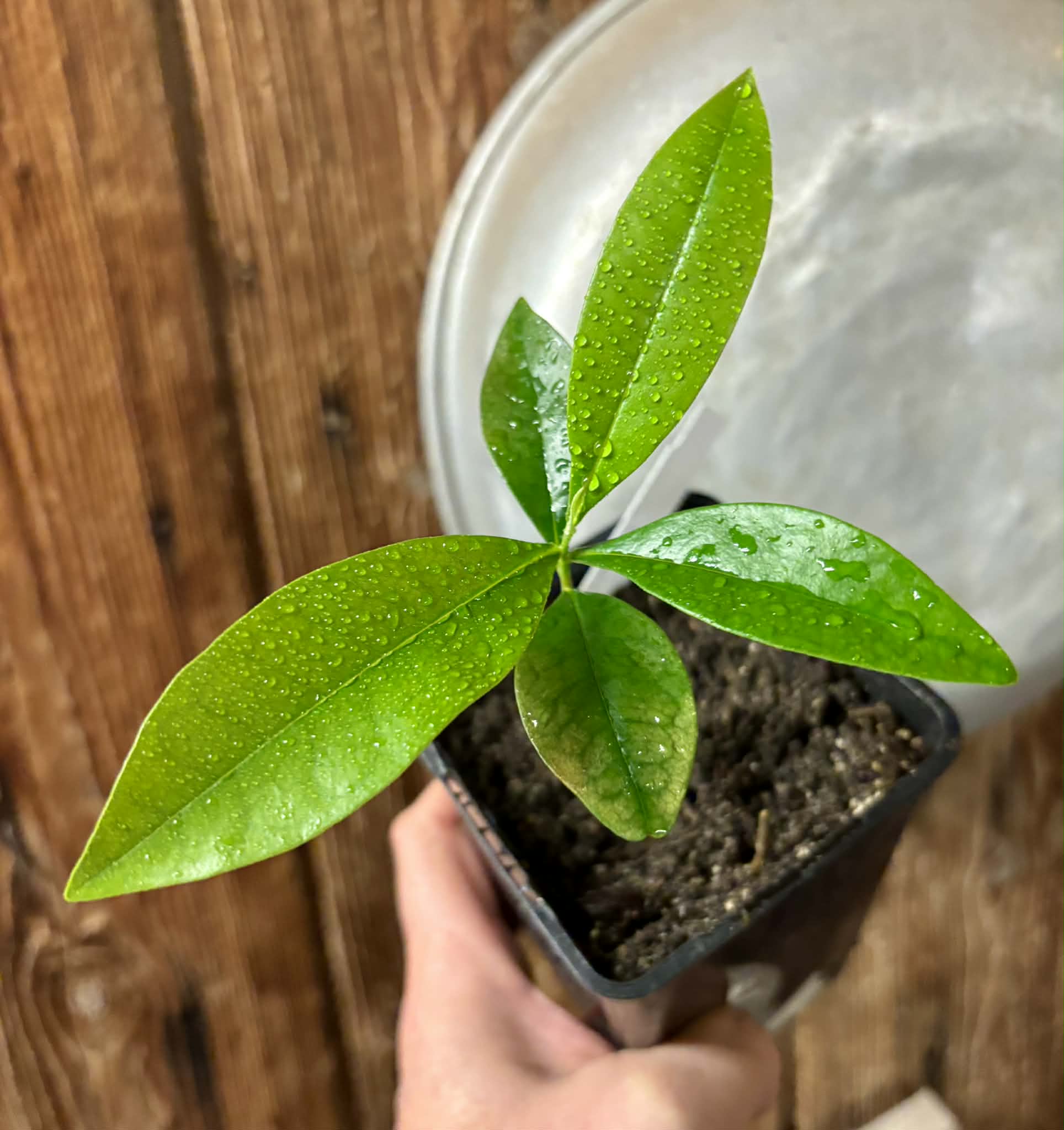 Duguetia lanceolata - Pindaiba - 1 potted seedling / 1 getopfter Sämling