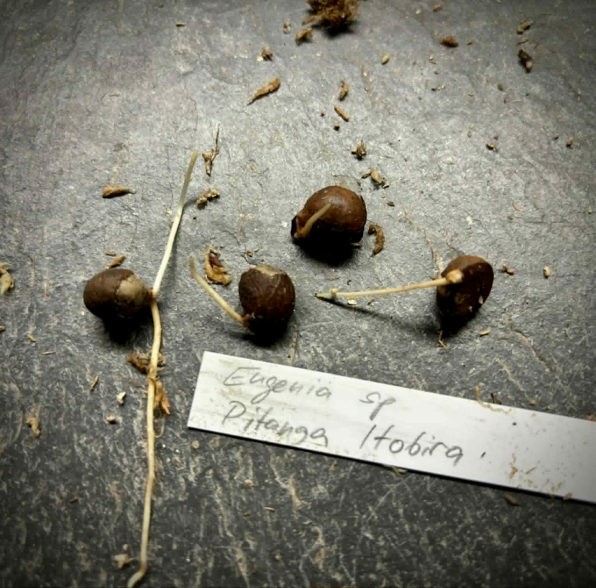 Eugenia sp. Pitanga Itobira -  1 germinated seed / 1 gekeimter Samen