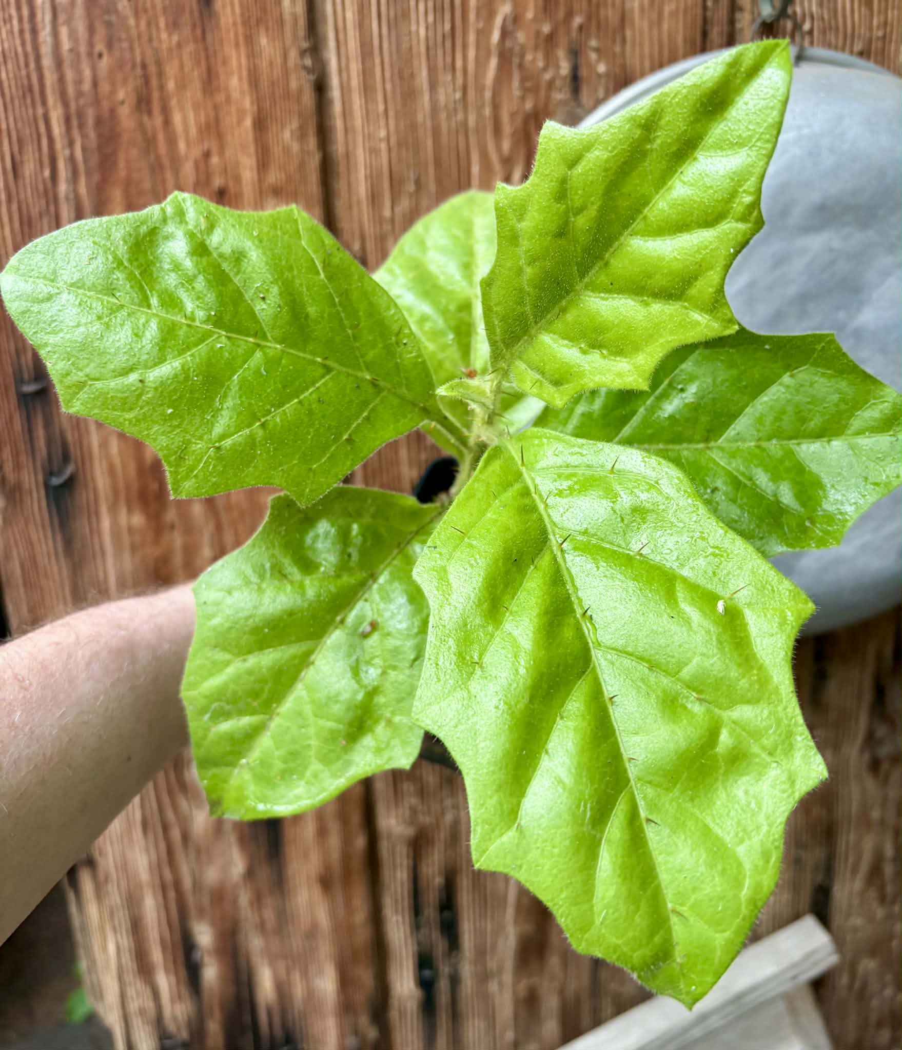 Solanum rumpincola - 1 potted seedling / 1 getopfter Sämling