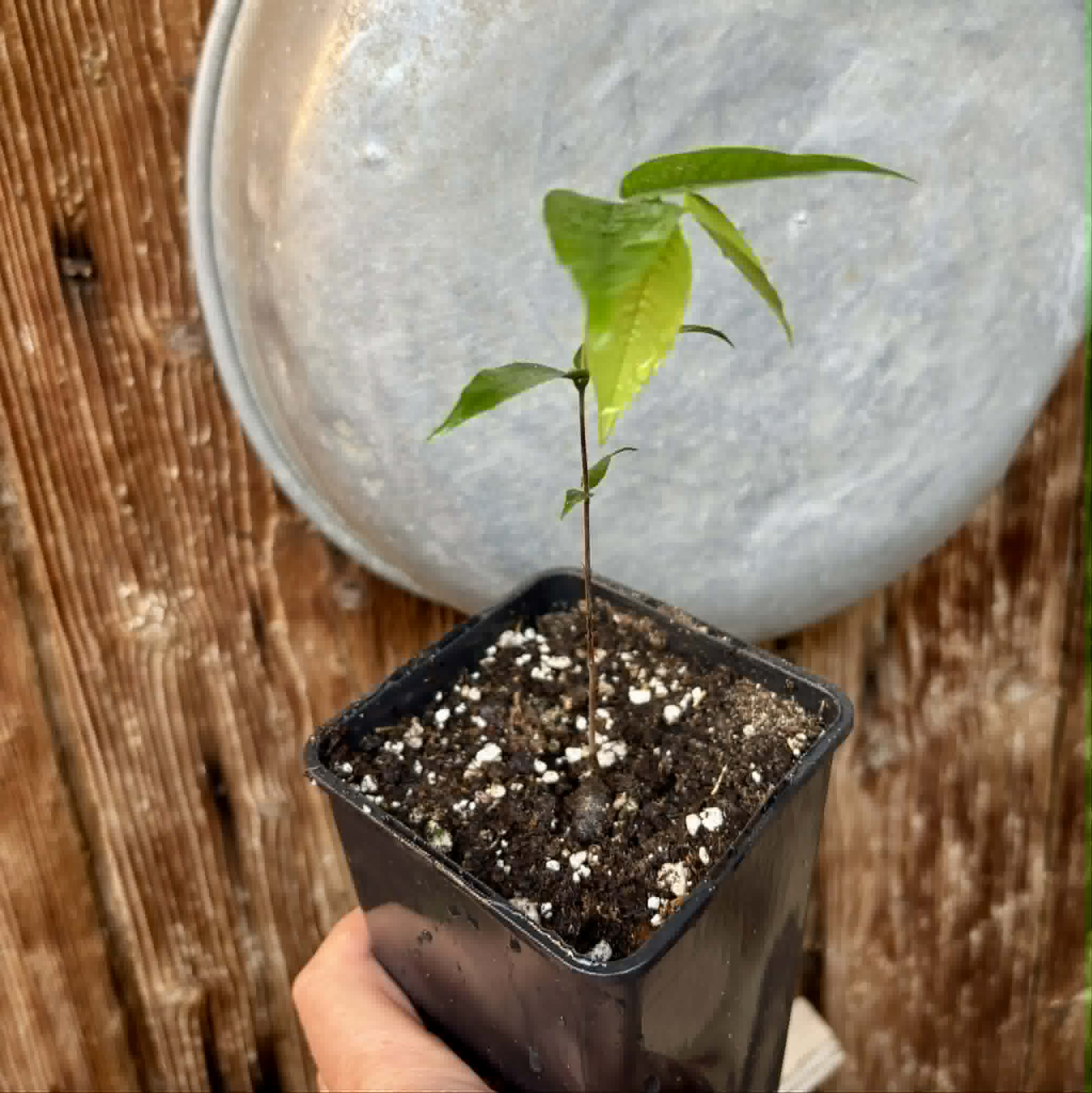 Myrciaria sp Jaboticaba - 1 potted seedling / 1 getopfter Sämling