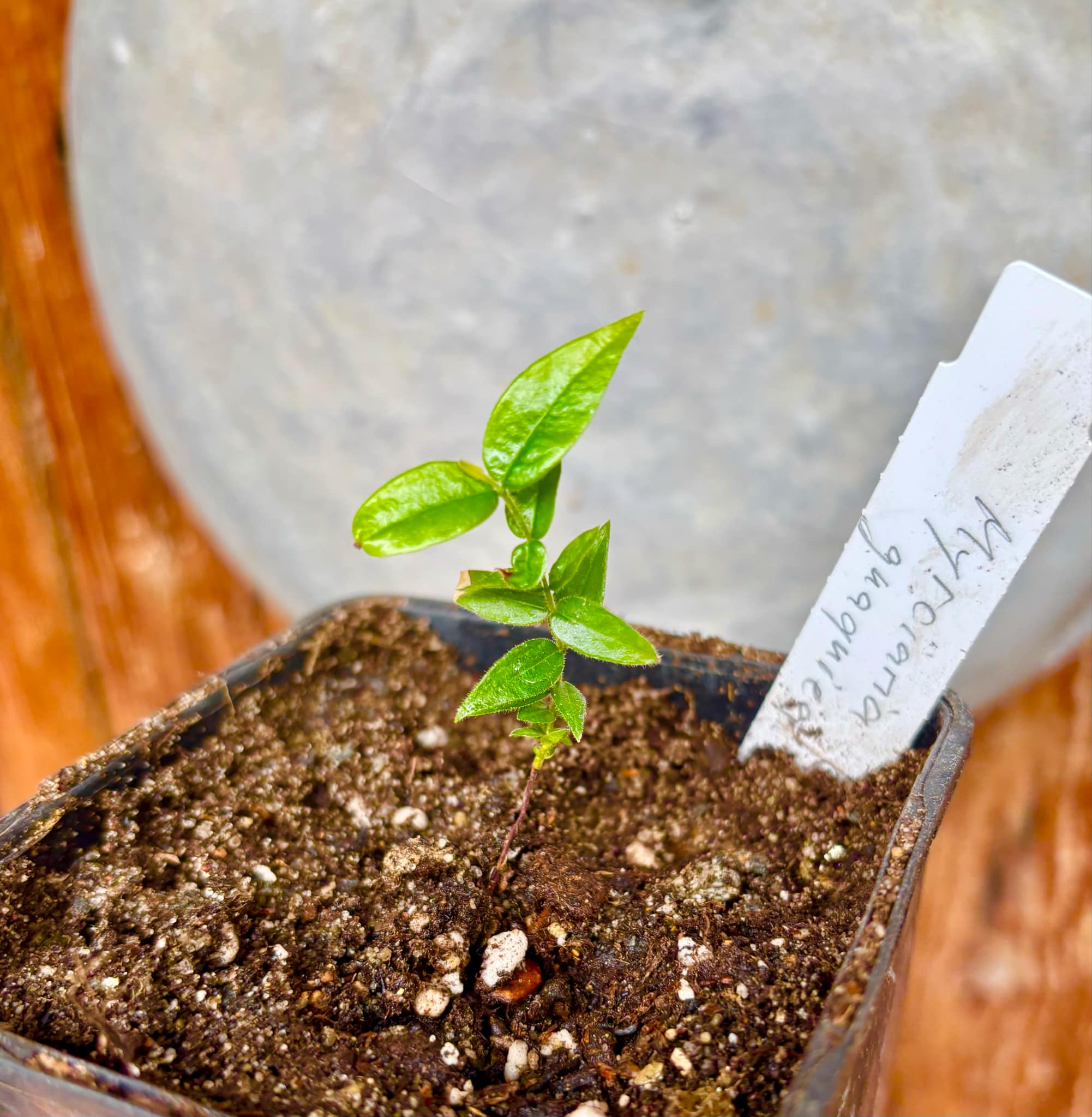 Myrciaria guaquiea - 1 small potted seedling / 1 kleiner, getopfter Sämling Myrciaria guaquiea - 1 small potted seedling / 1 kleiner, getopfter Sämling