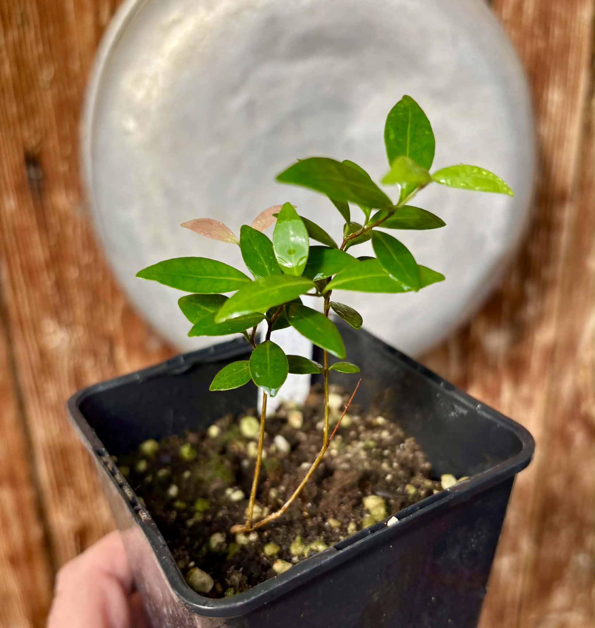 Eugenia sp Uvitas -  1 potted seedling / 1 getopfter Sämling