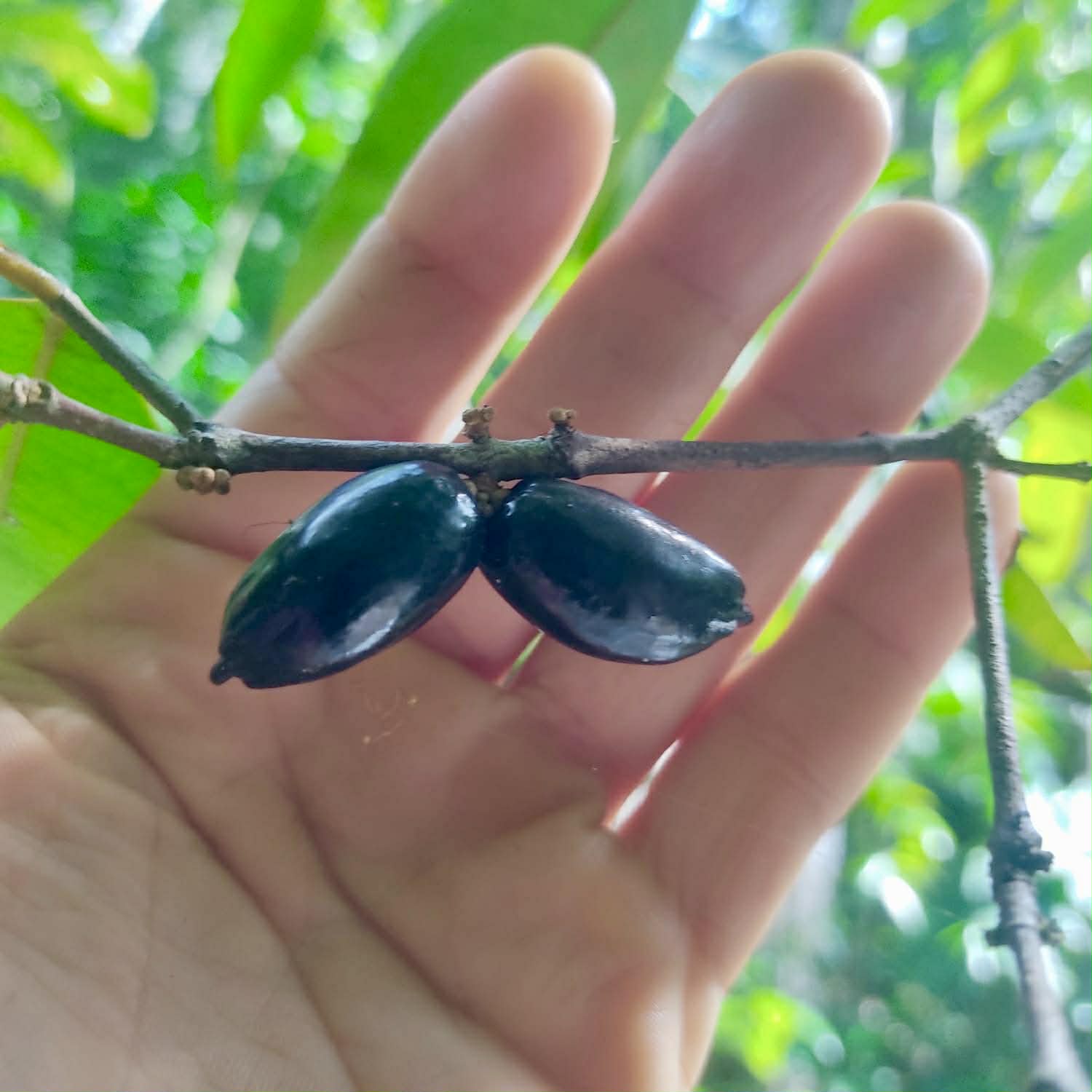 Pre Order - Eugenia sp Pitanguinha roxo escuro -  1 fresh seed / 1 frischer Samen