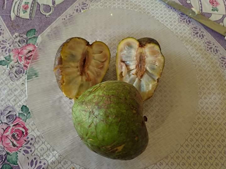 Annona cacans - 1 potted plant / 1 getopfte Pflanze Annona cacans - 1 potted plant / 1 getopfte Pflanze