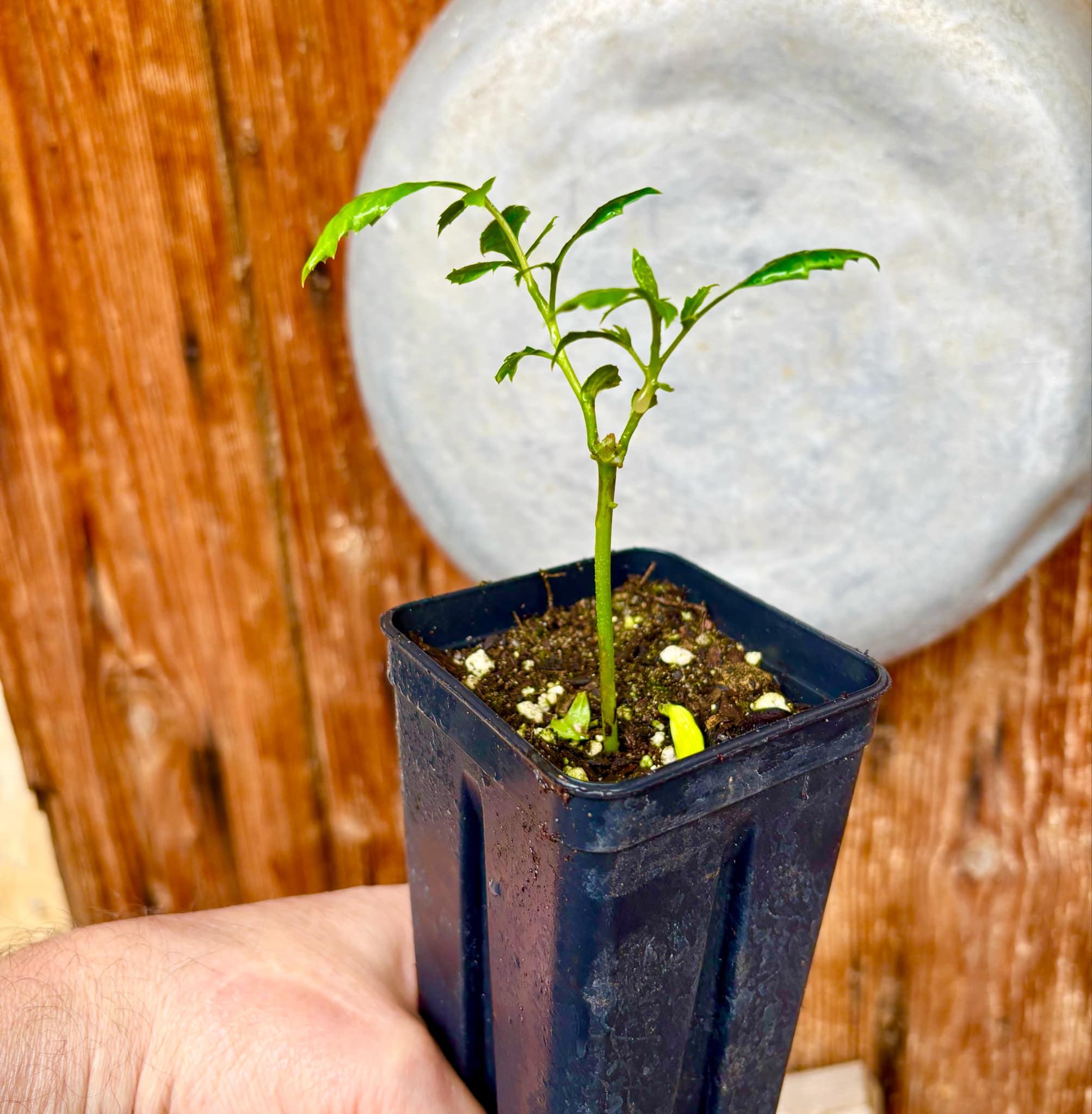Marula (Sclerocarya birrea) -  1 small potted seedling / 1 kleiner, getopfter Sämling