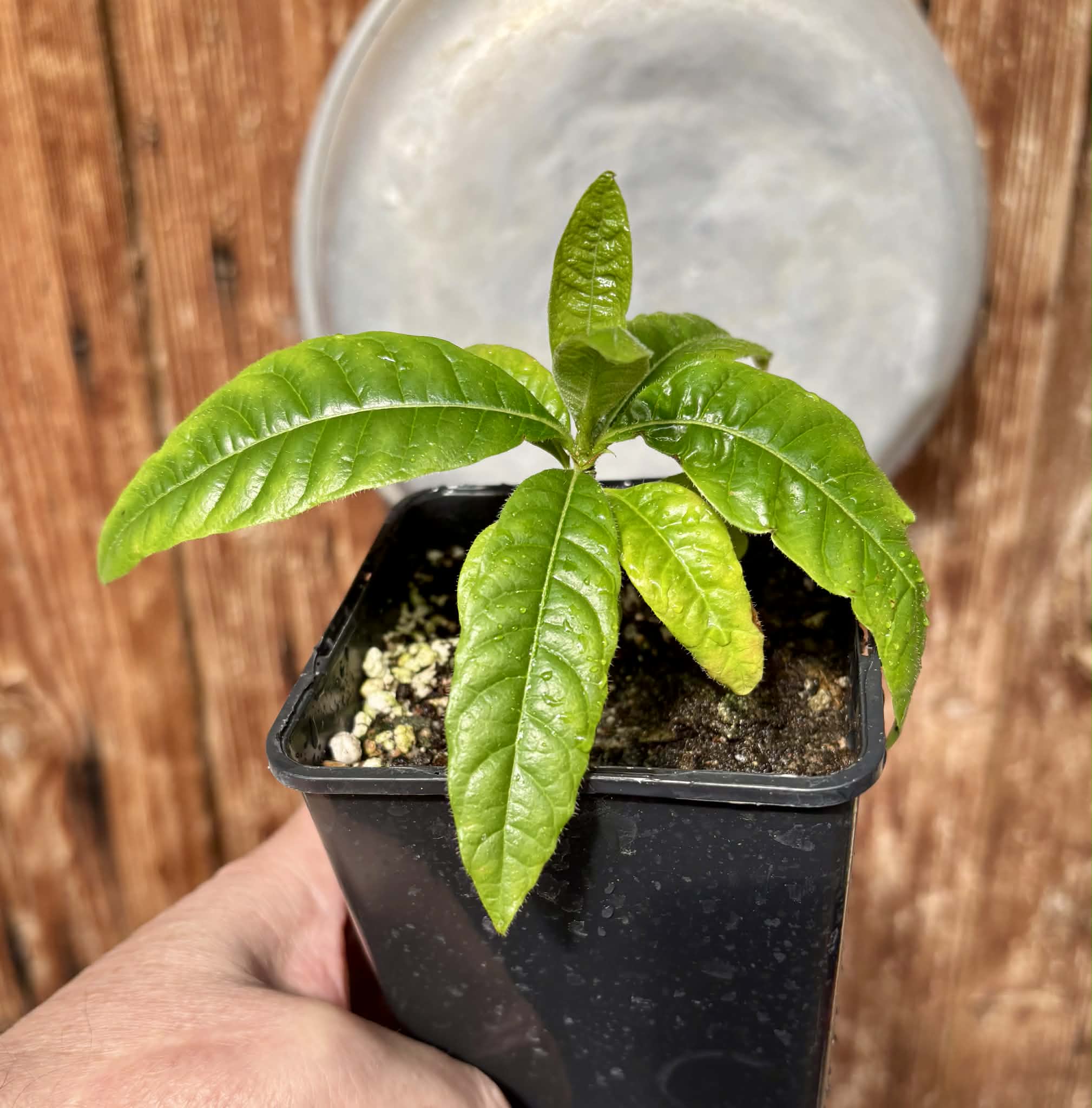 Cordiera sp Jenipapo - 1 potted plant / 1 getopfte Pflanze