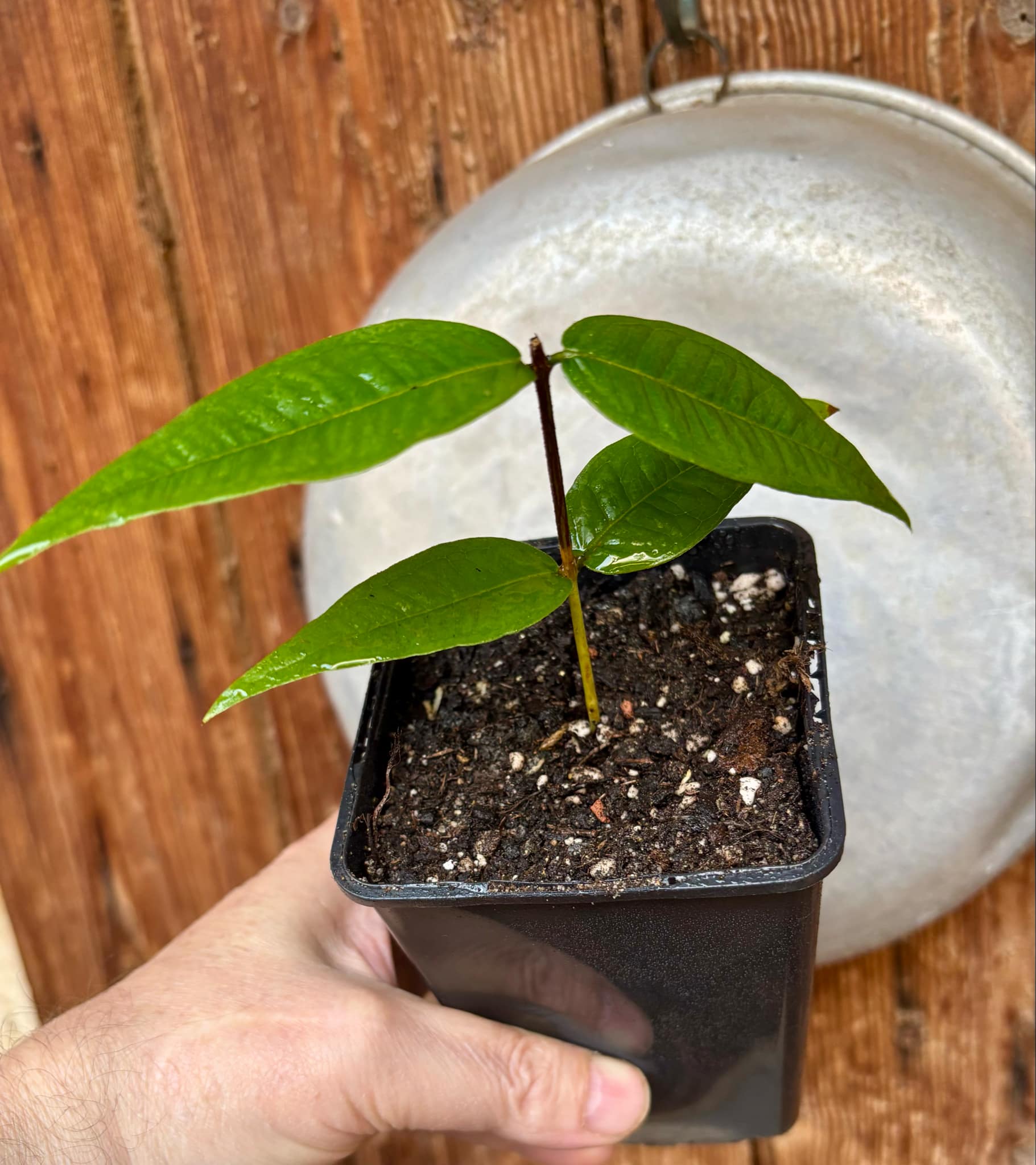 Plinia phitrantha var. UNESP  - 1 rooted, potted cutting / 1 bewurzelter, getopfter Steckling